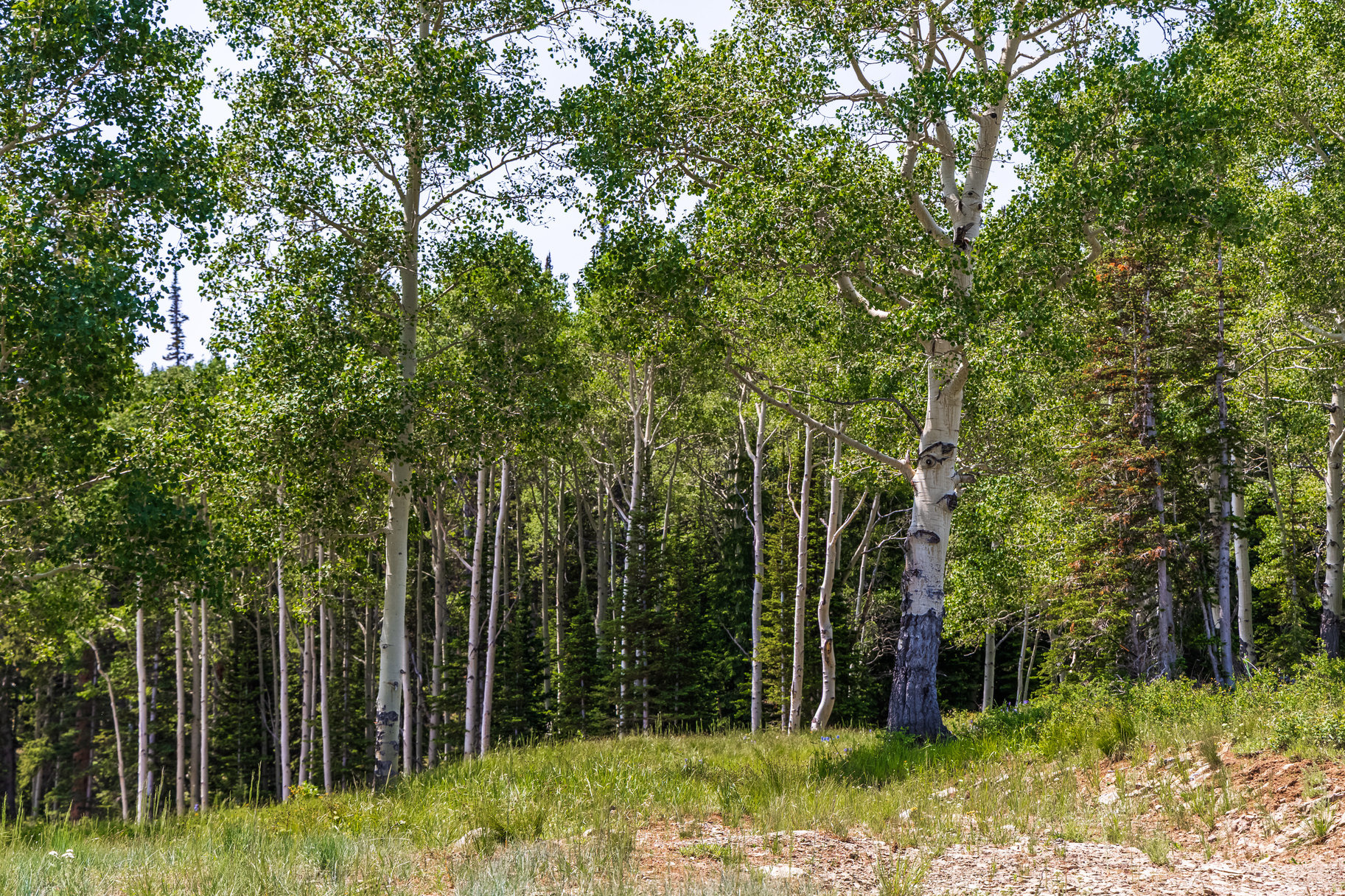 COLONY AT WHITE PINE CANYON - Land
