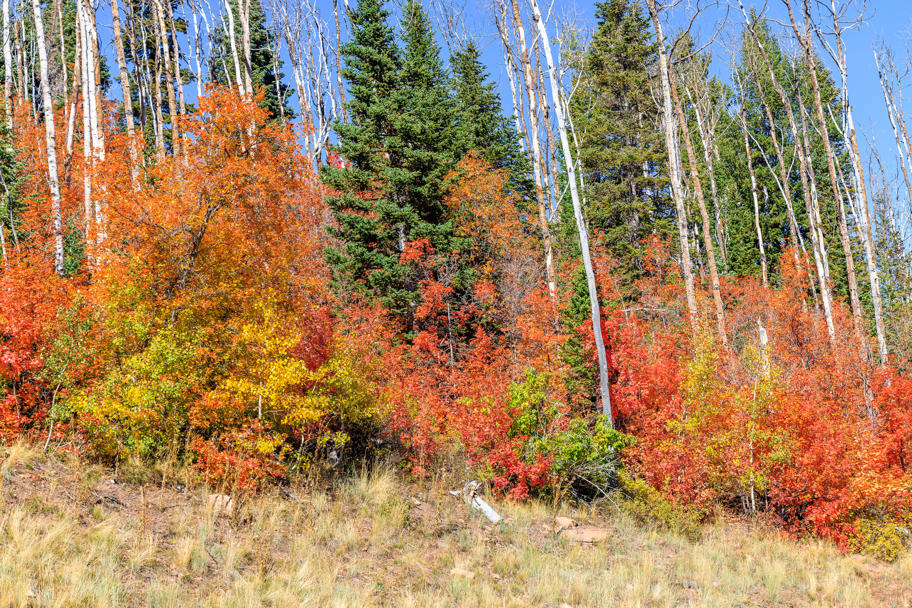 COLONY AT WHITE PINE CANYON - Land
