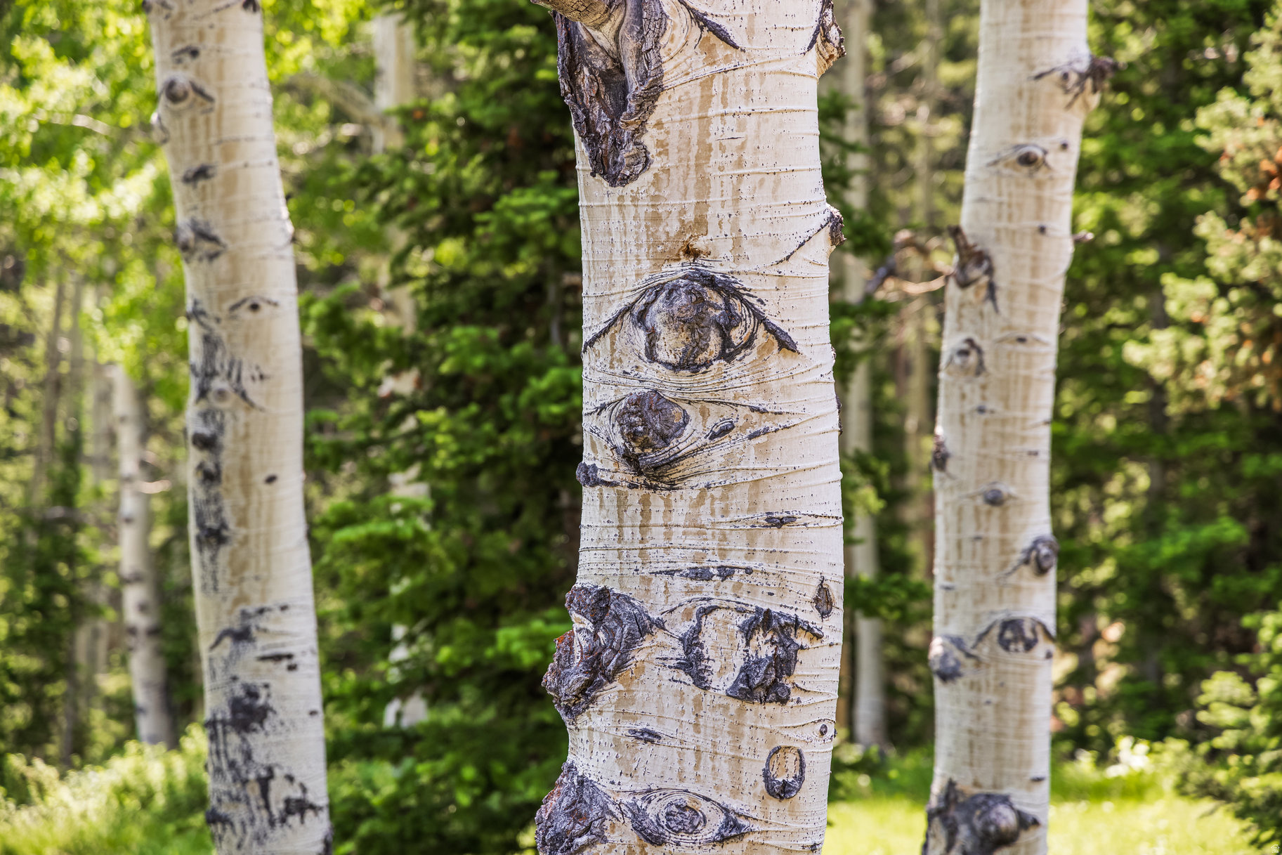 COLONY AT WHITE PINE CANYON - Land