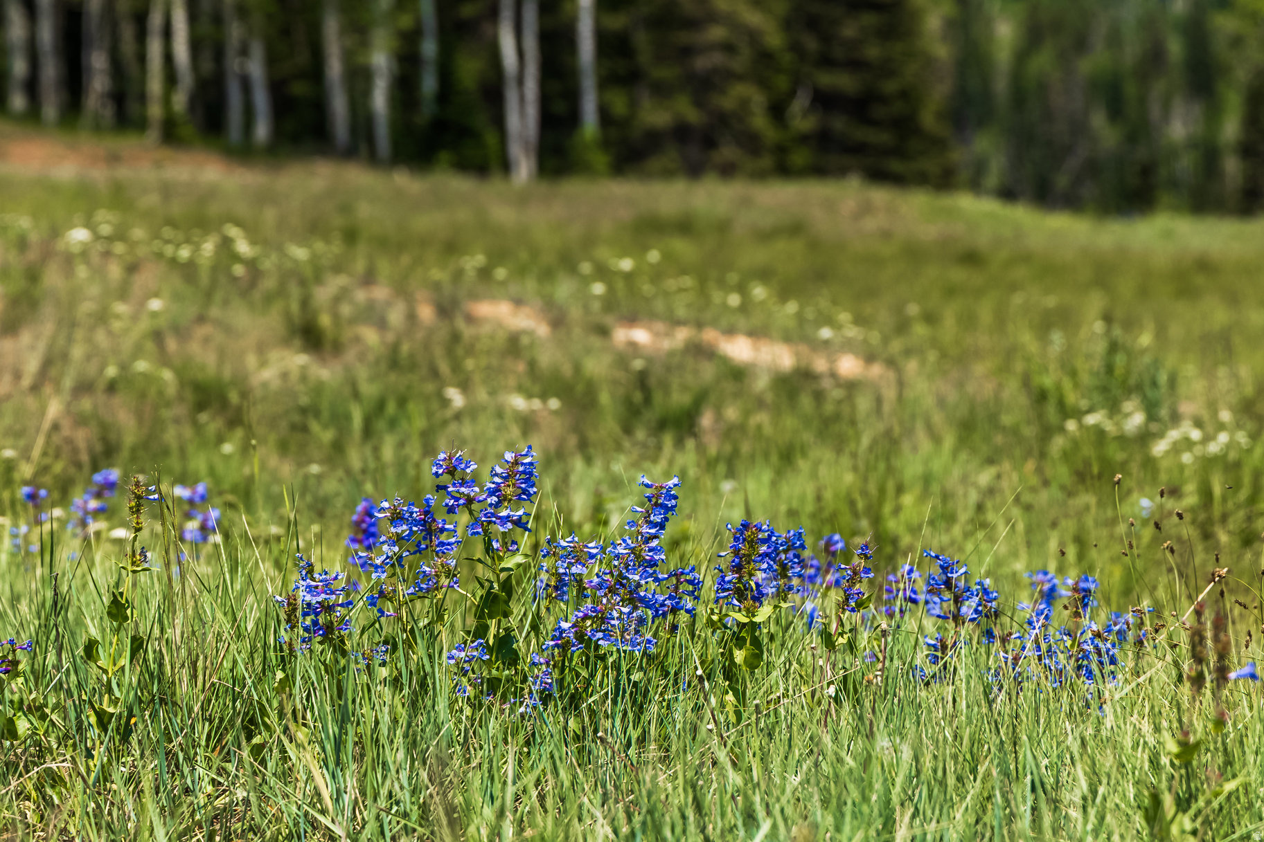 COLONY AT WHITE PINE CANYON - Land