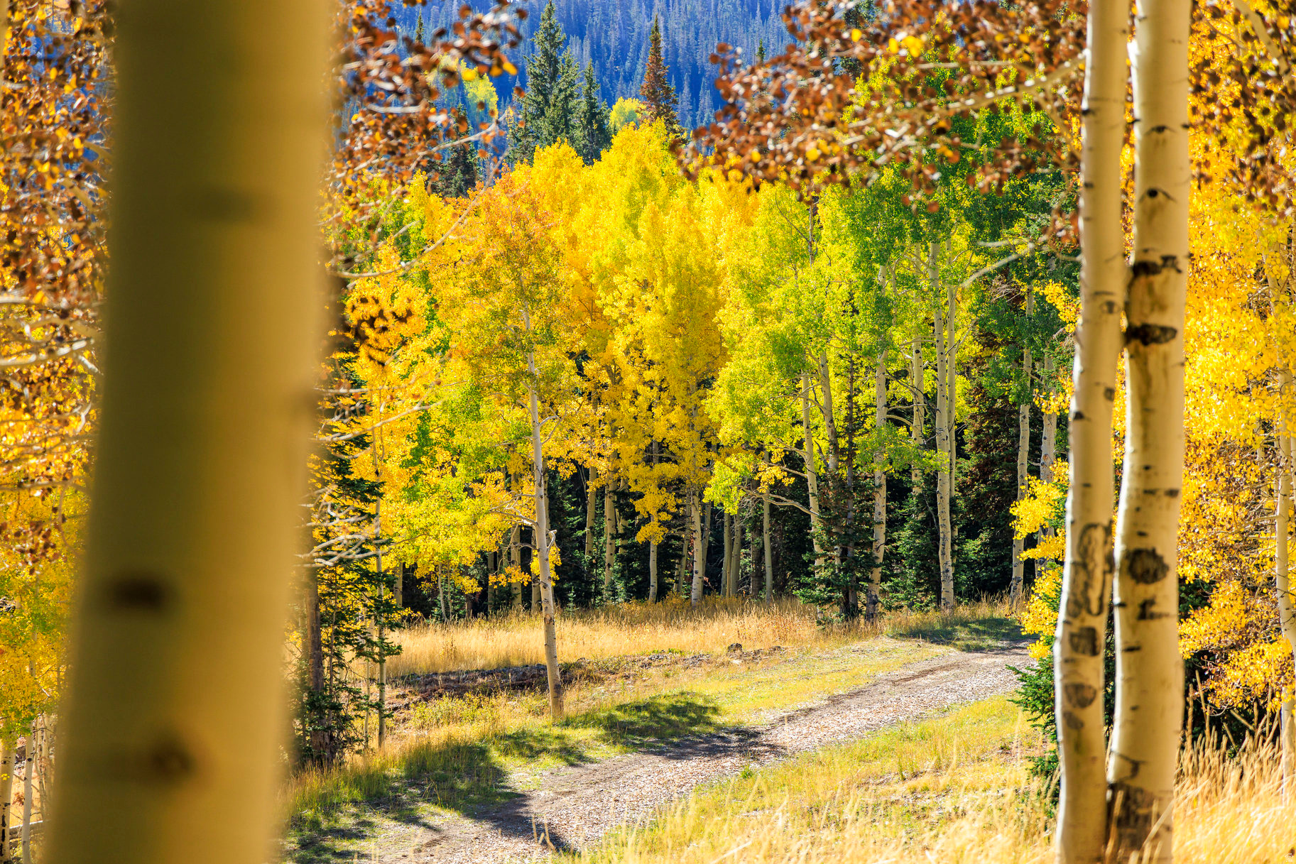 COLONY AT WHITE PINE CANYON - Land
