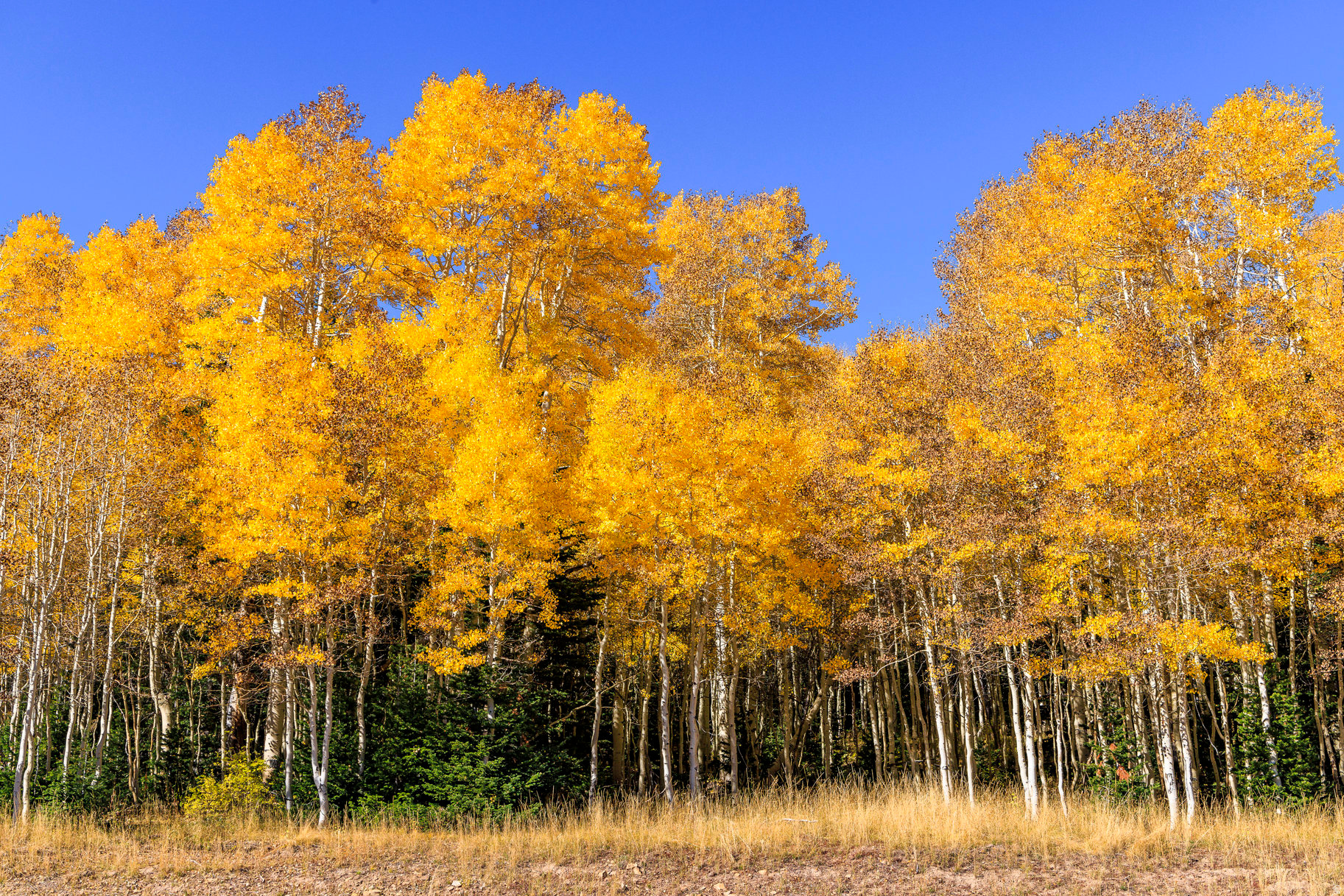 COLONY AT WHITE PINE CANYON - Land