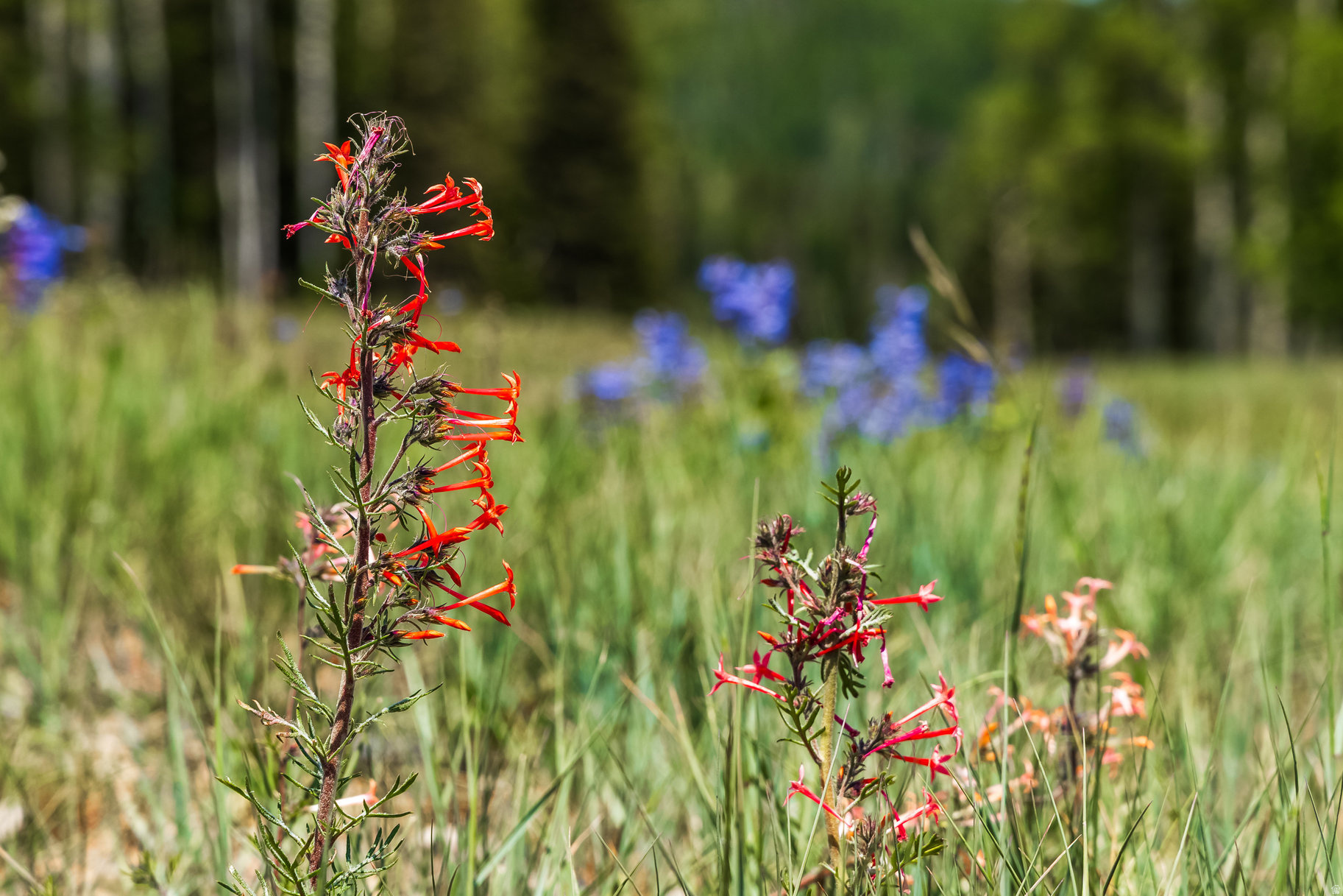 COLONY AT WHITE PINE CANYON - Land