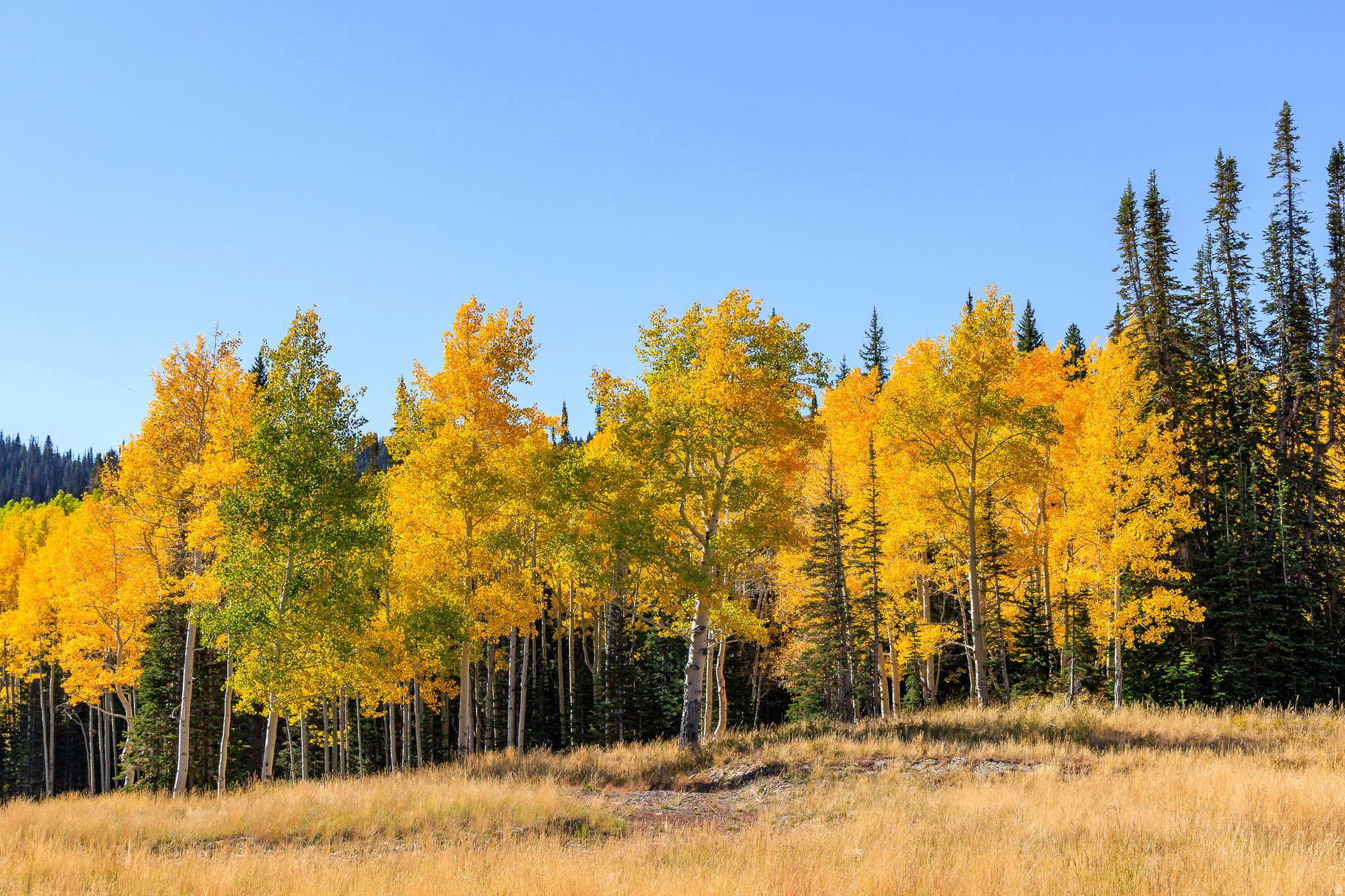 COLONY AT WHITE PINE CANYON - Land