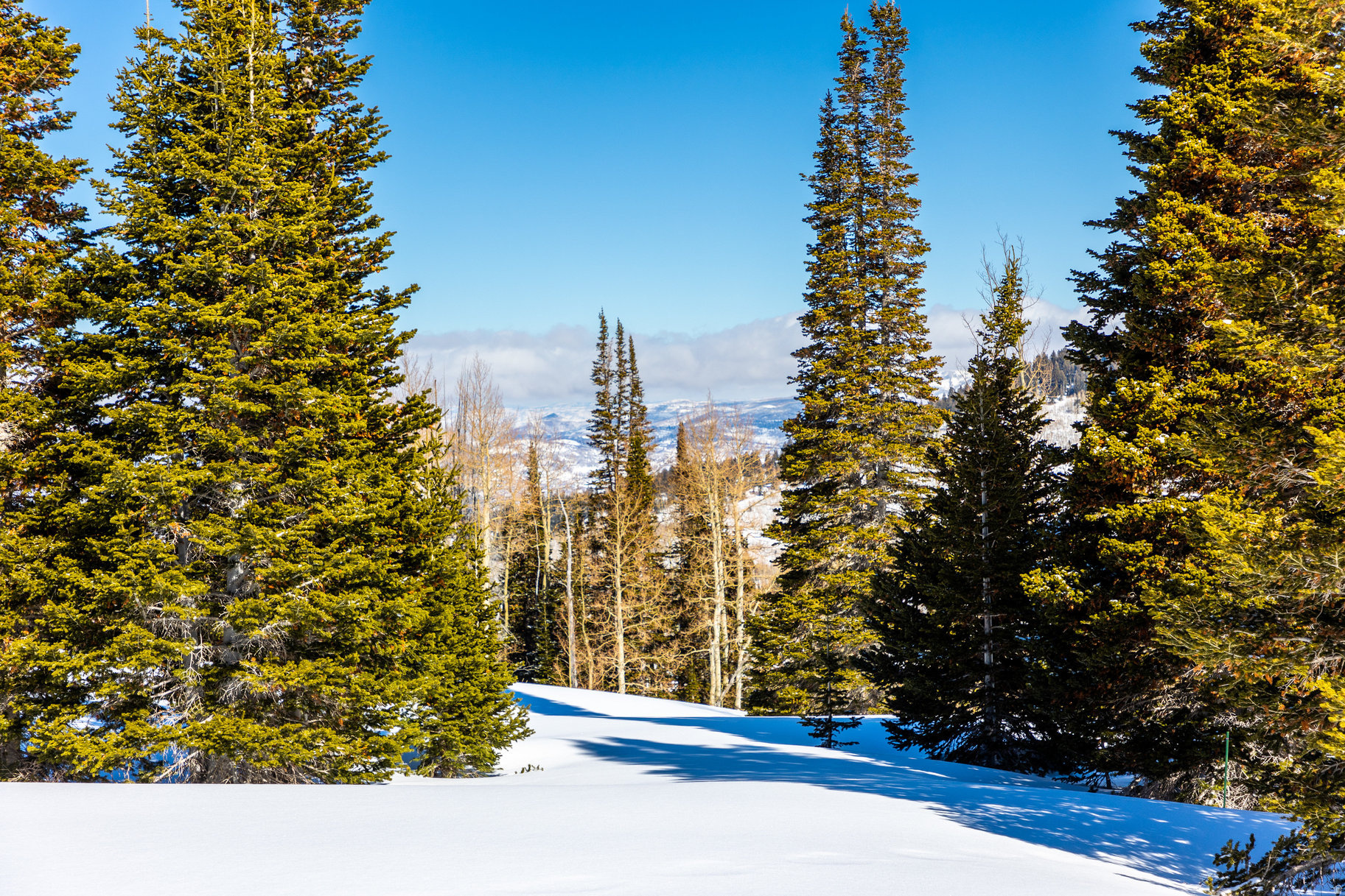 COLONY AT WHITE PINE CANYON - Land