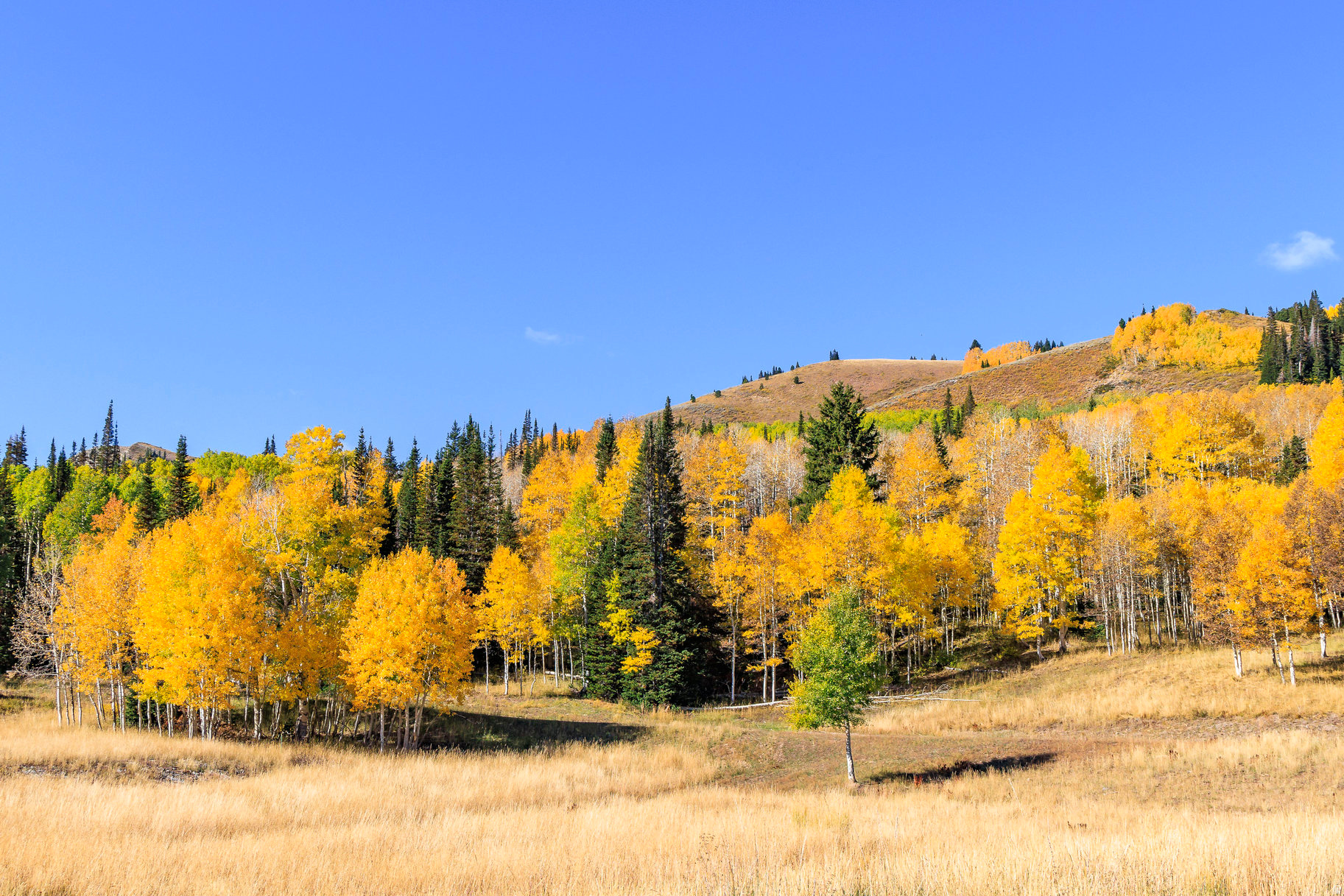 COLONY AT WHITE PINE CANYON - Land