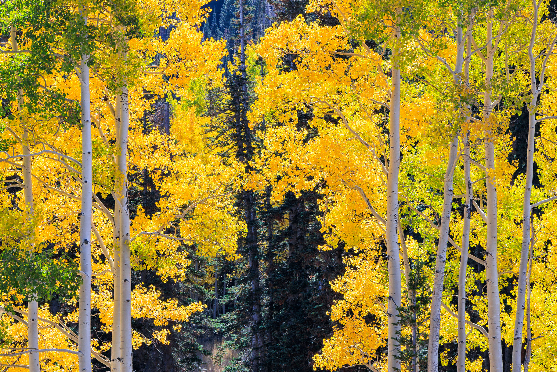 COLONY AT WHITE PINE CANYON - Land