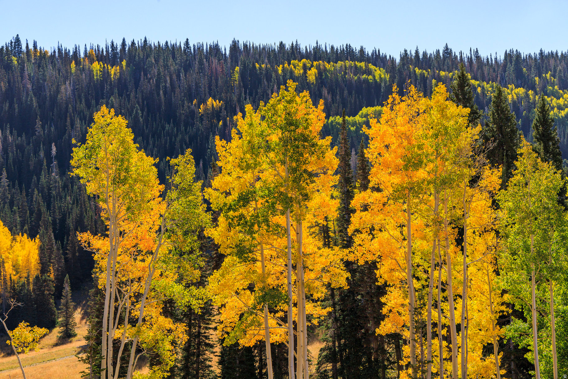 COLONY AT WHITE PINE CANYON - Land