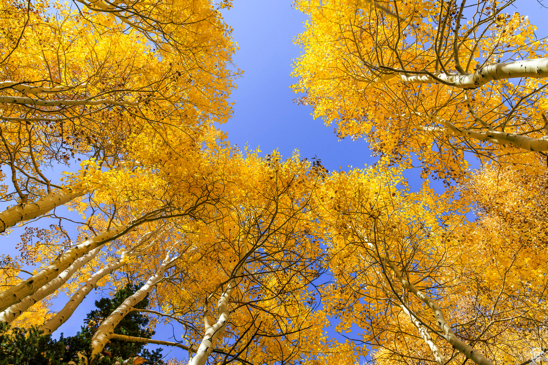 COLONY AT WHITE PINE CANYON - Land