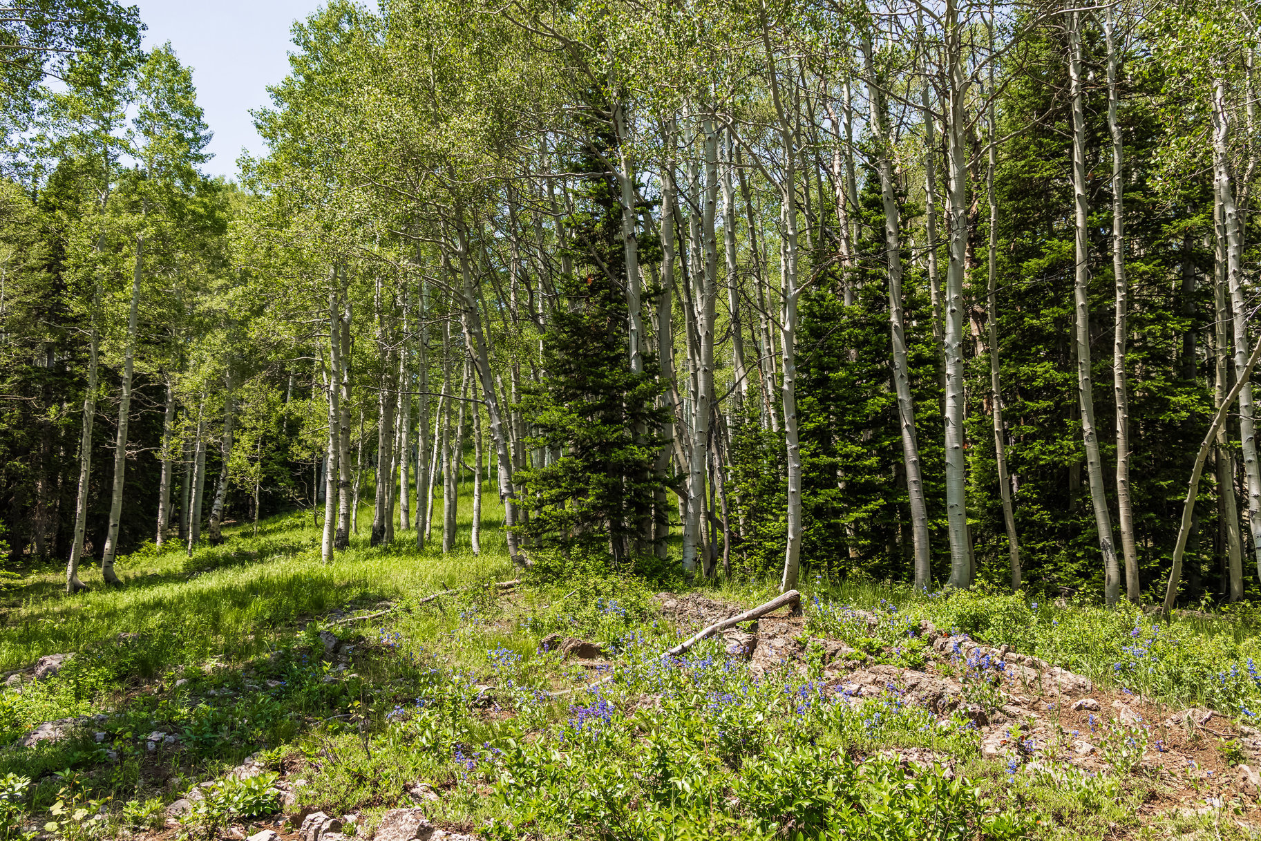 COLONY AT WHITE PINE CANYON - Land