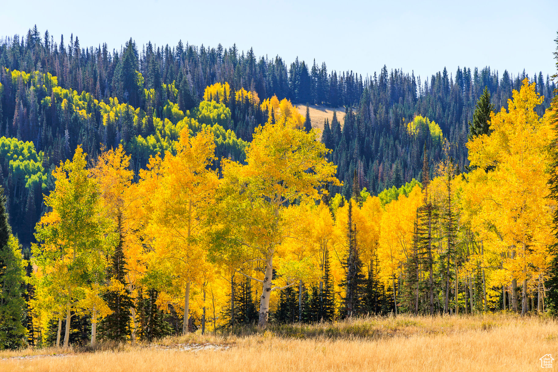 COLONY AT WHITE PINE CANYON - Land
