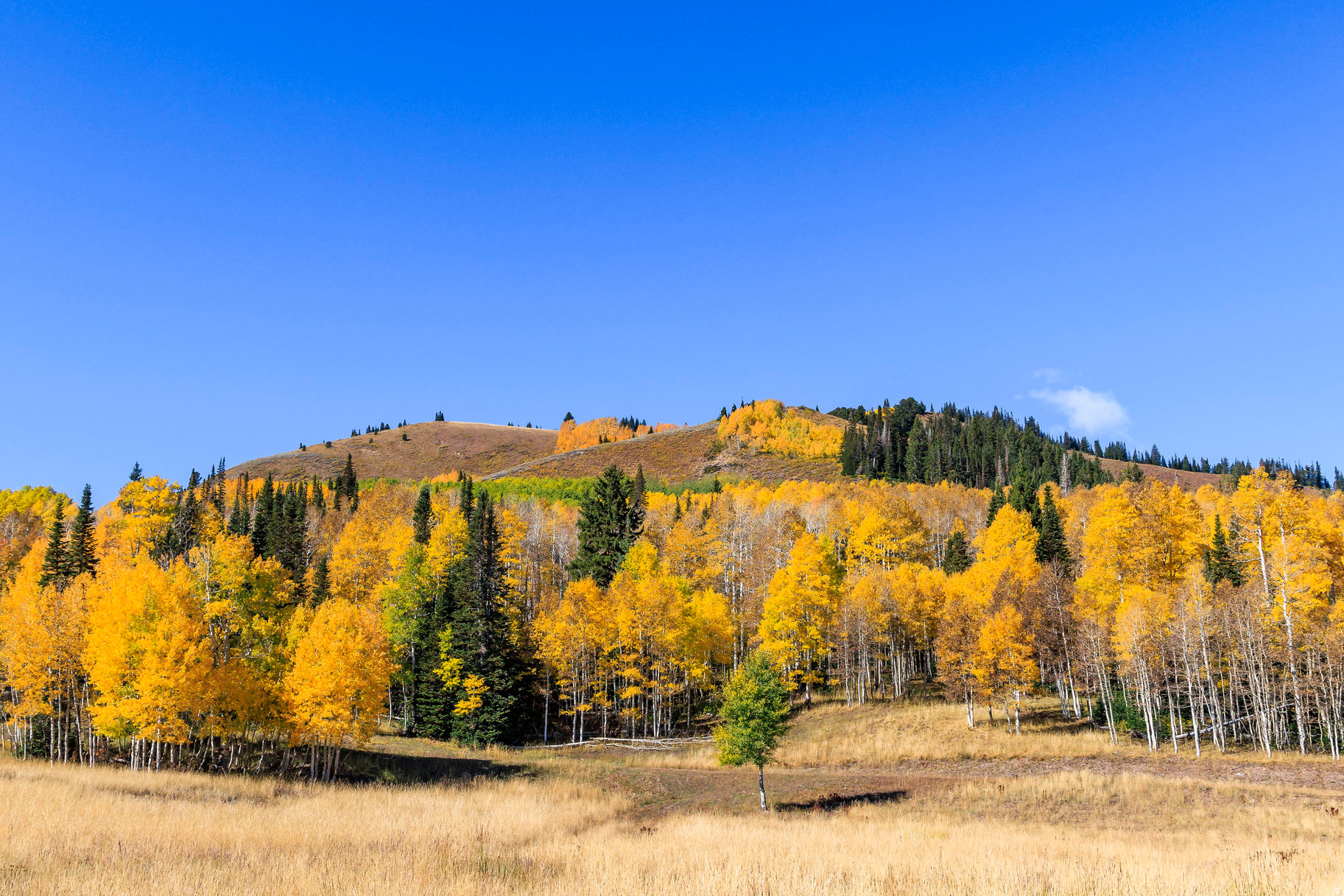 COLONY AT WHITE PINE CANYON - Land