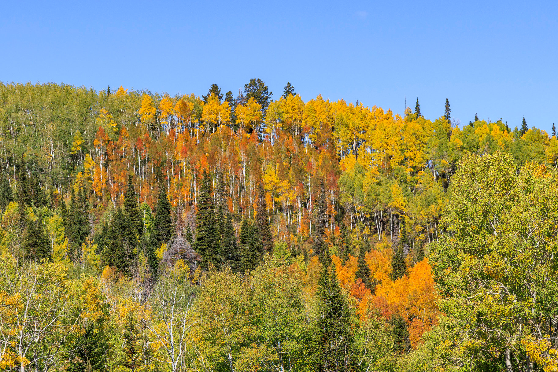COLONY AT WHITE PINE CANYON - Land