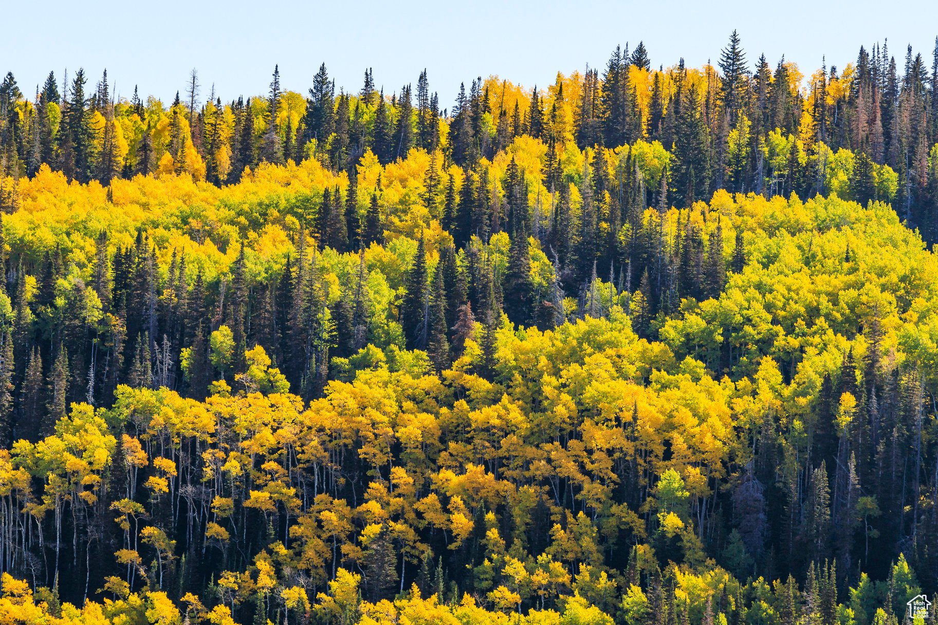 COLONY AT WHITE PINE CANYON - Land