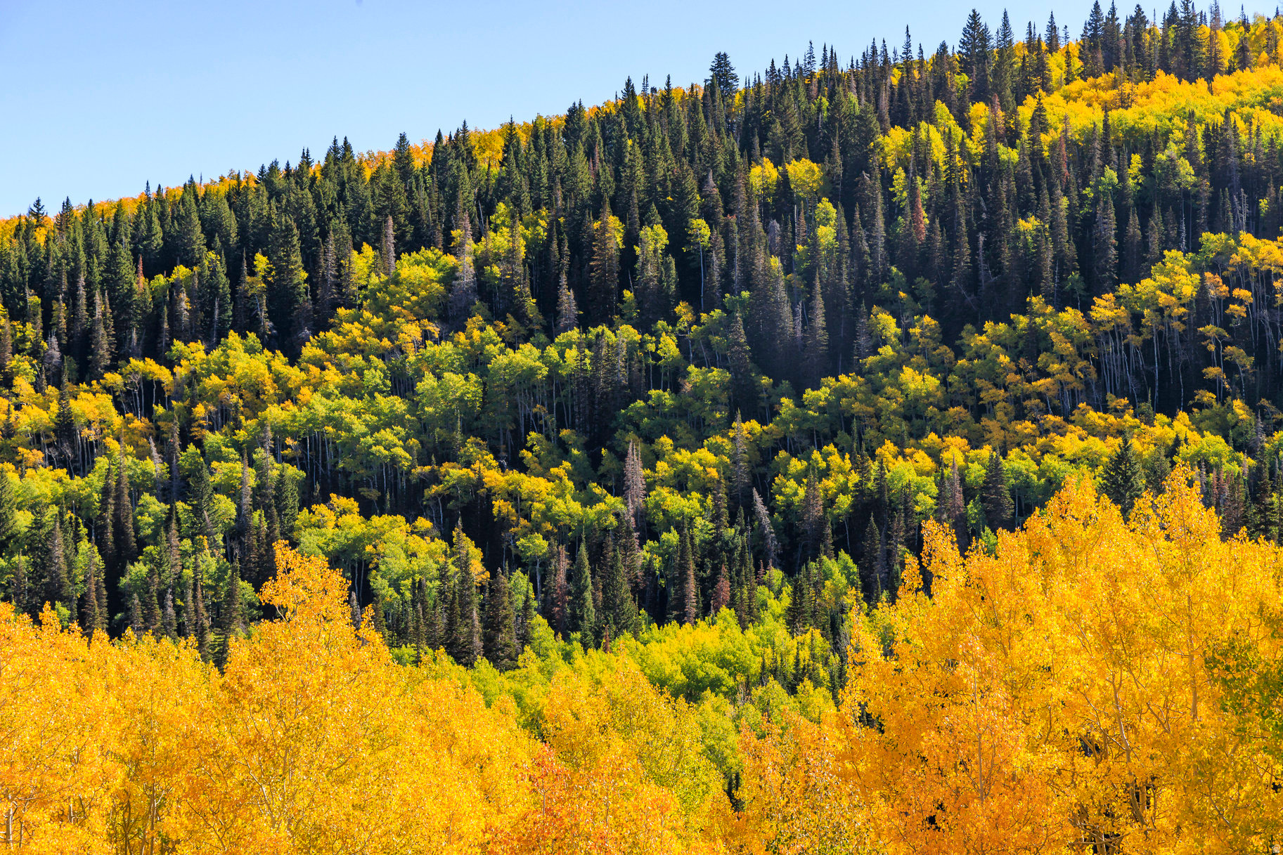 COLONY AT WHITE PINE CANYON - Land