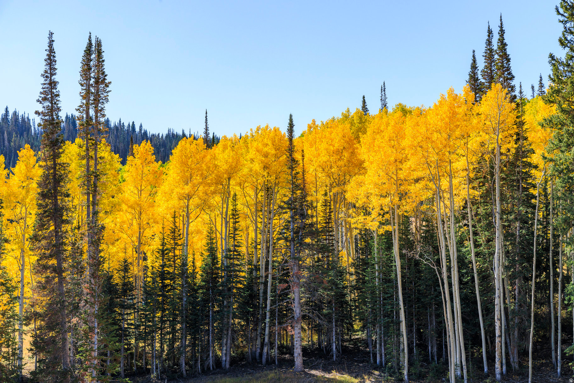 COLONY AT WHITE PINE CANYON - Land