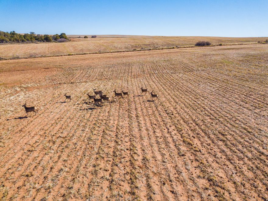 Explore 173.62 acres of beautiful timber property for sale in Eastland, Utah - a rare opportunity to own a large, versatile piece of land with endless potential and multiple streams of income from crop share income as well as hunting unit income. This expansive parcel features beautiful wooded terrain with a small section being farmed on a wheat/safflower rotation. Located within the Spring Creek Dodge CWMU, it offers excellent wildlife and hunting opportunities, making it a dream for outdoor enthusiasts. Power is available approximately .6 miles north and the property has convenient access for year-round use. With its natural beauty, privacy, and greenbelt status keeping taxes low, this land is perfect for those looking to invest, build a getaway, or simply enjoy the peace and quiet of the Utah backcountry.