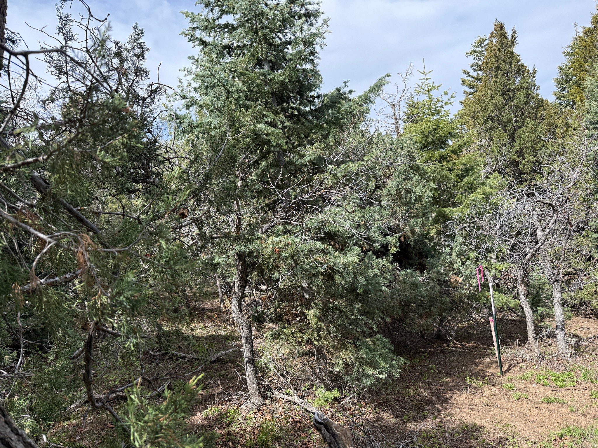 PINE CREEK RANCH - Land