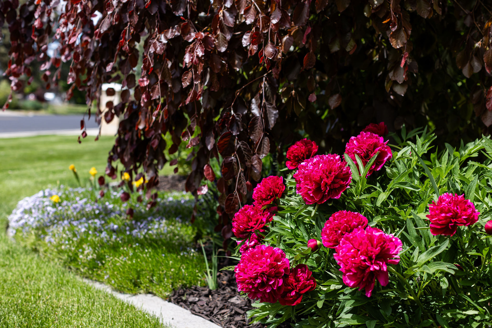 UNIVERSITY HEIGHTS - Residential