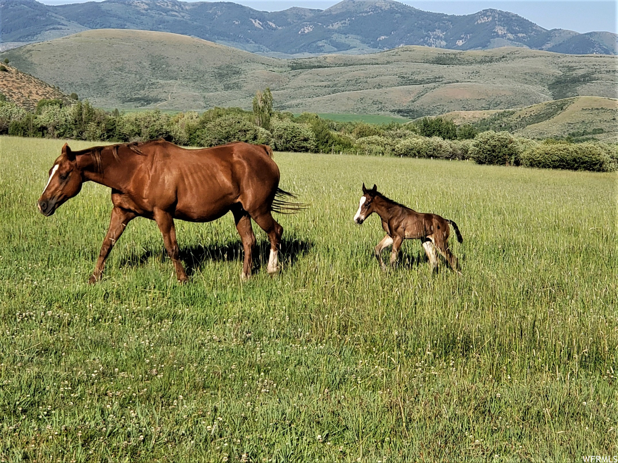 1354 Stauffer Canyon Rd, Montpelier, Idaho image 3