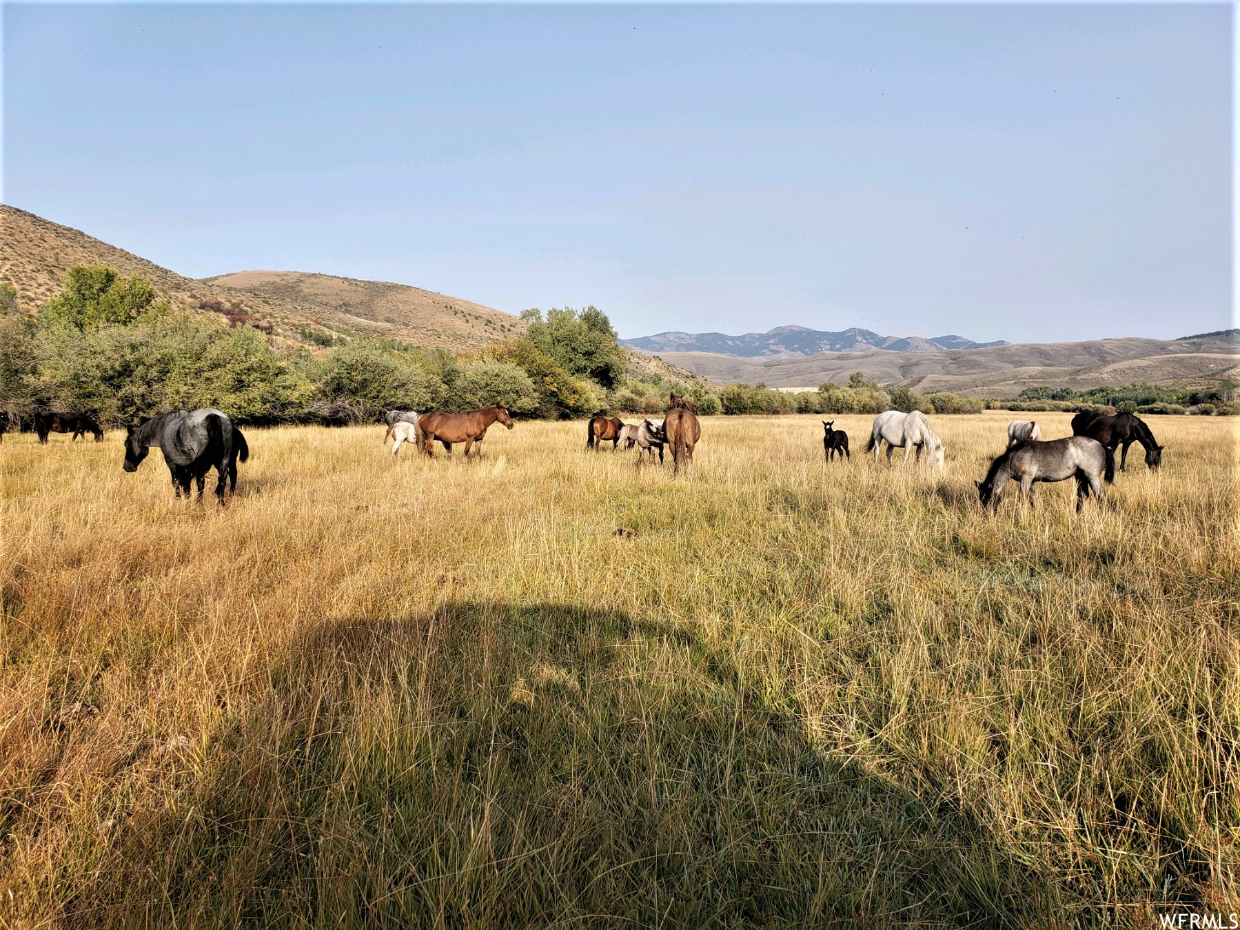 1354 Stauffer Canyon Rd, Montpelier, Idaho image 12