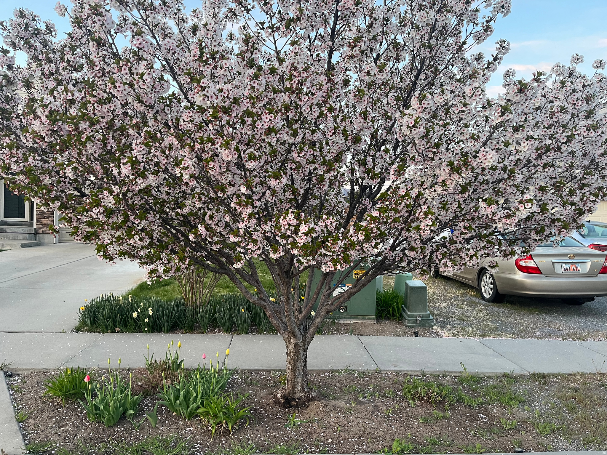 COPPER CANYON - Residential