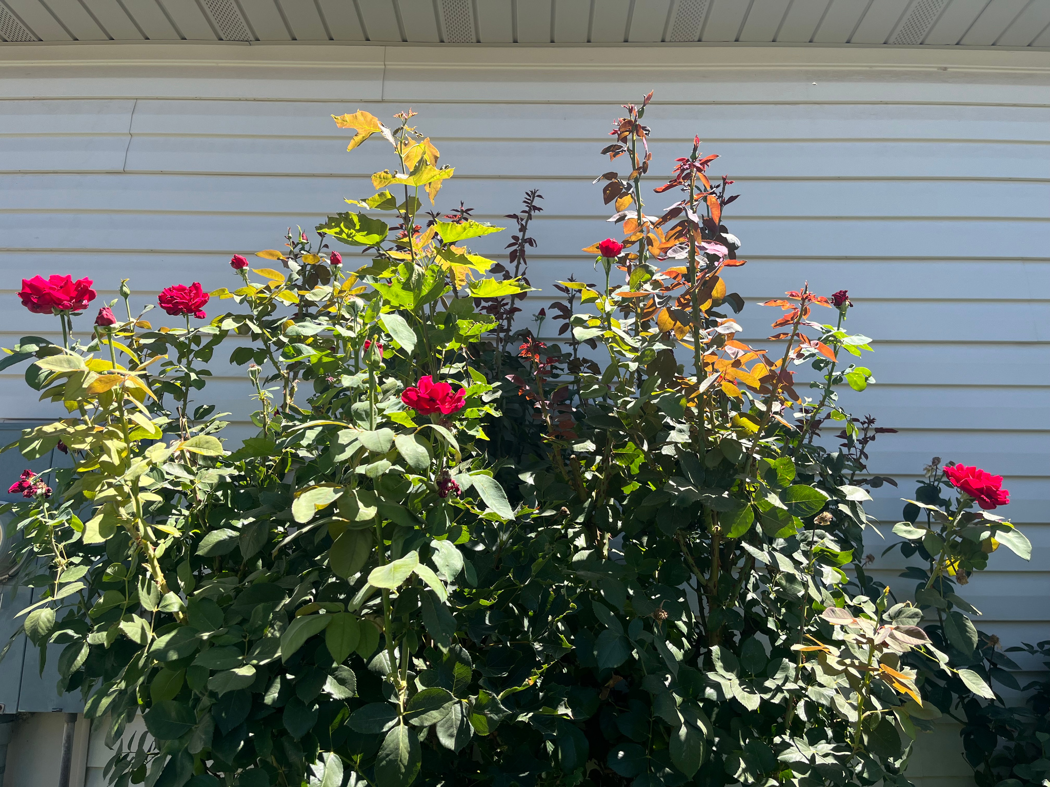 COPPER CANYON - Residential