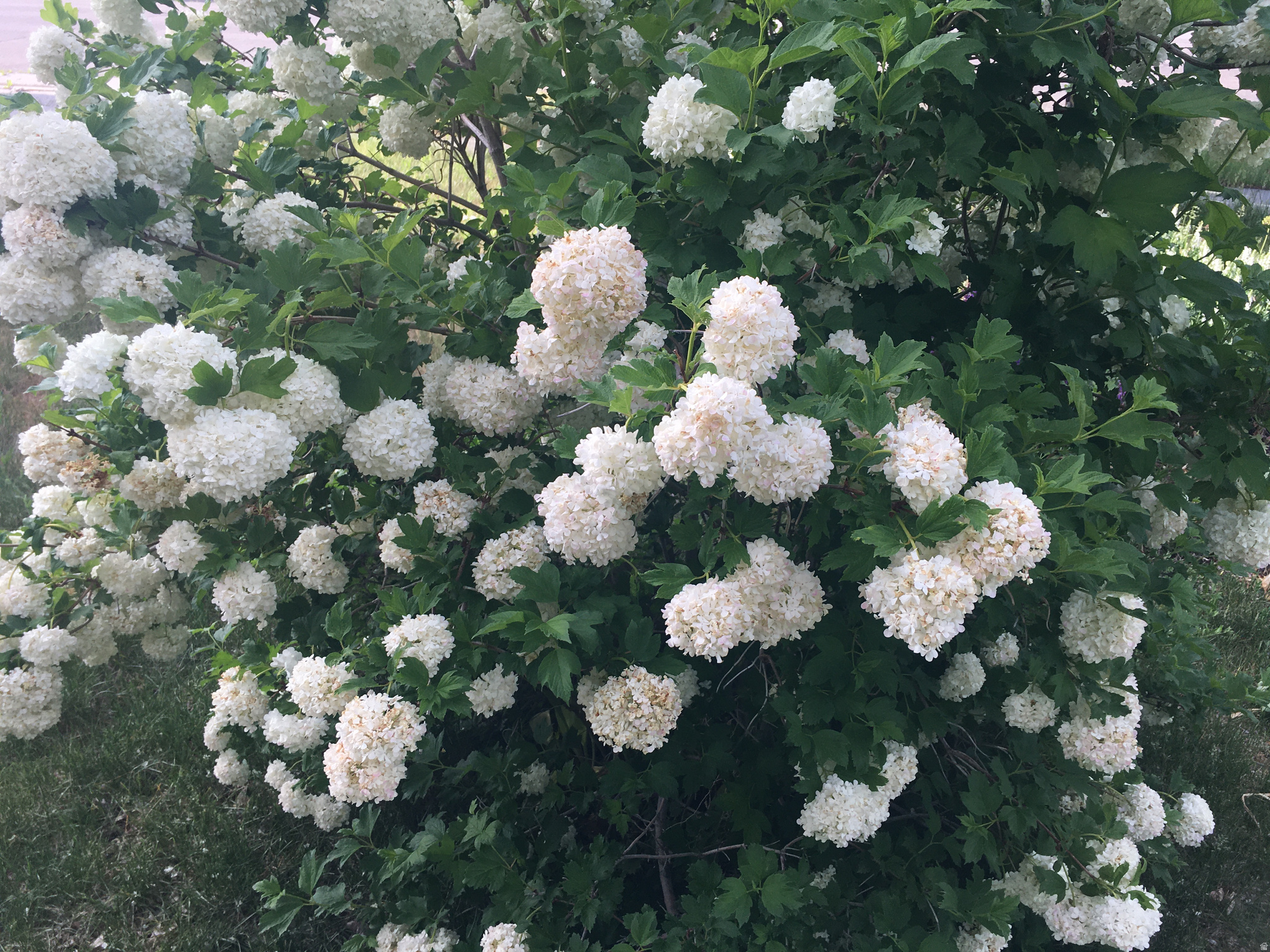 COPPER CANYON - Residential