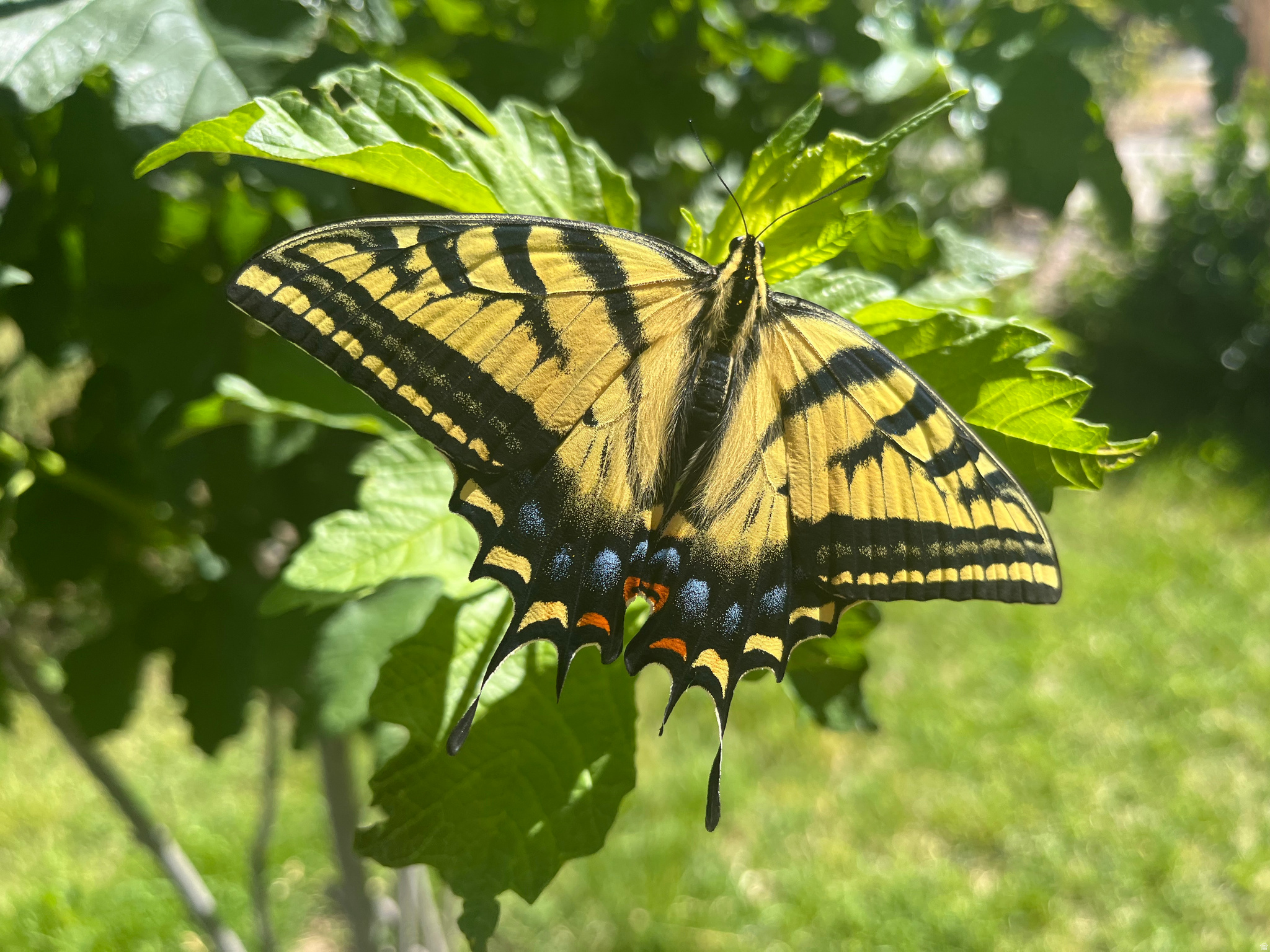 COPPER CANYON - Residential