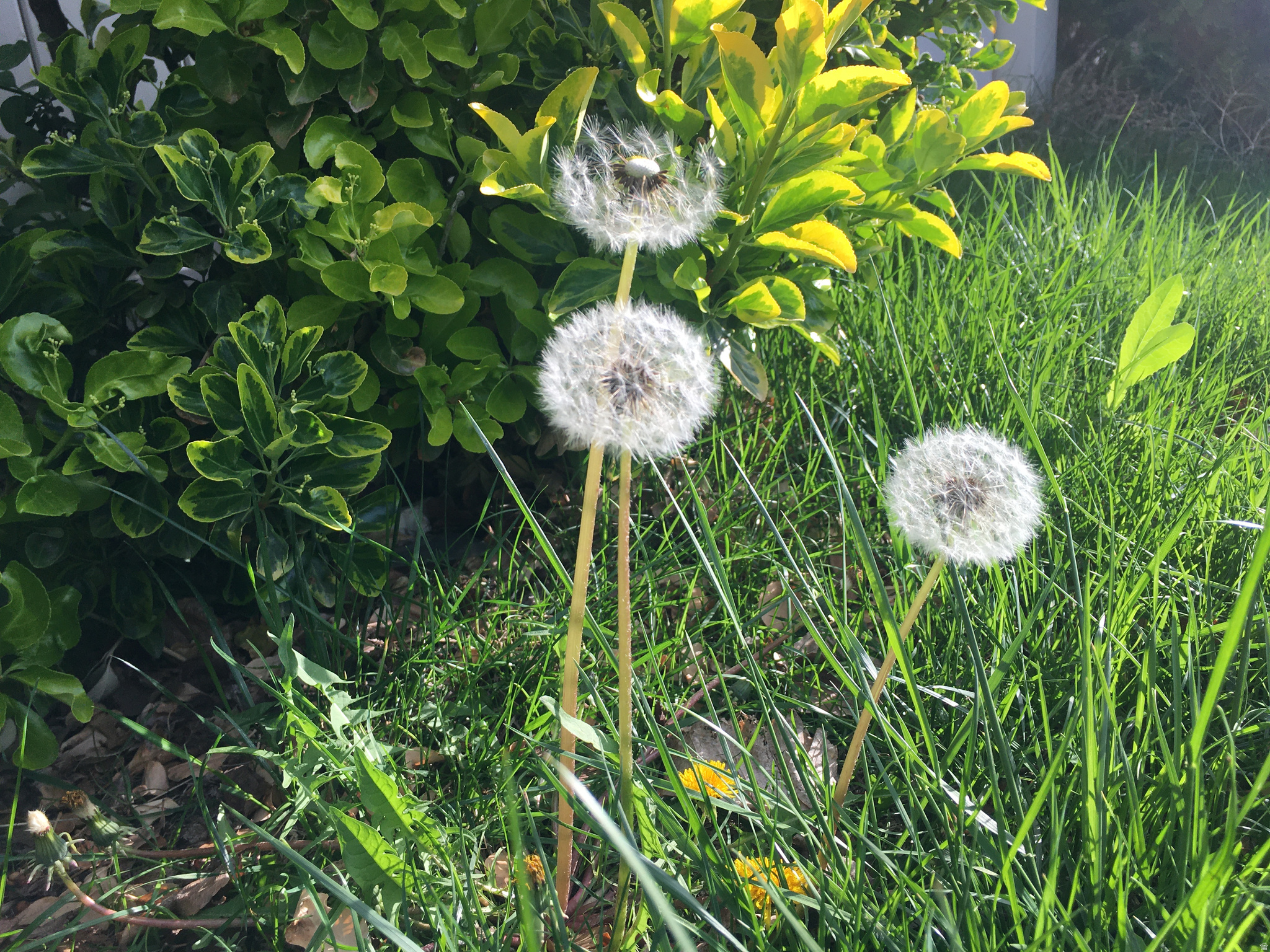 COPPER CANYON - Residential