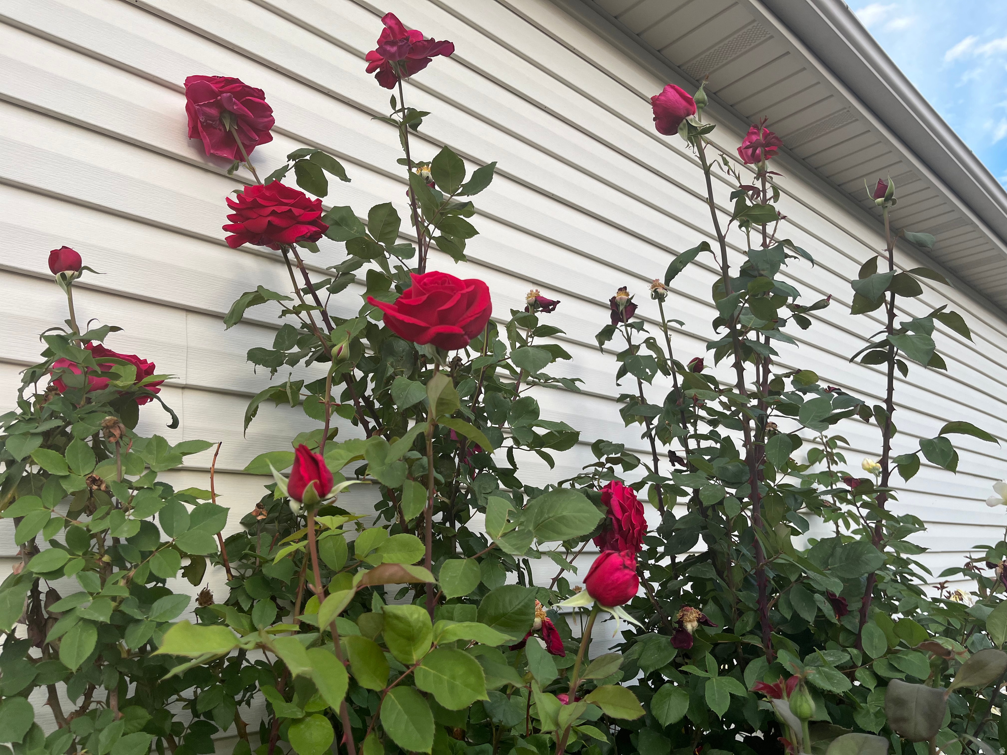 COPPER CANYON - Residential