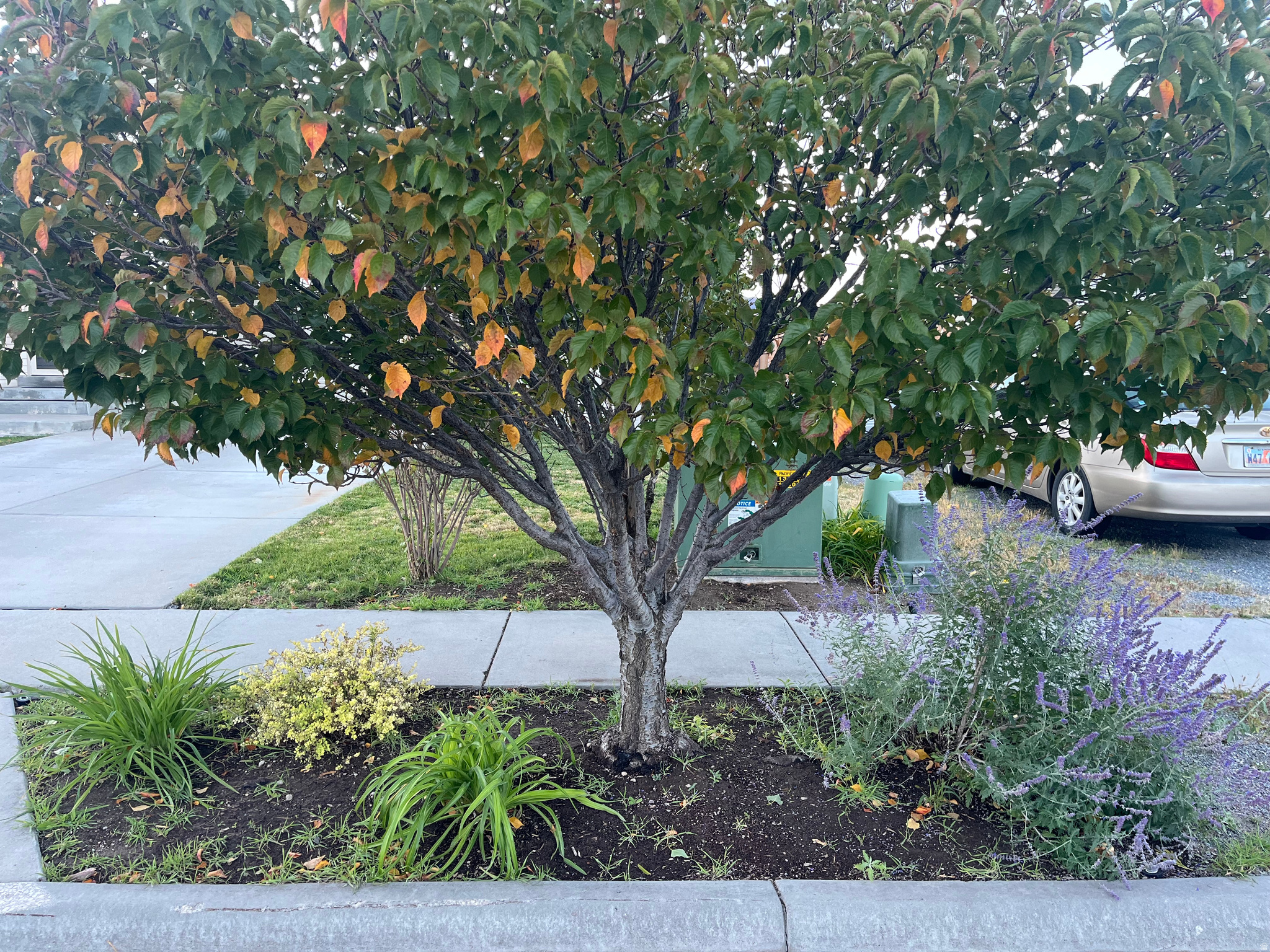 COPPER CANYON - Residential