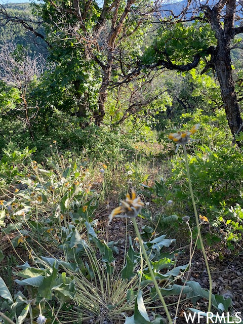 UPPER WHITTEMORE - Land