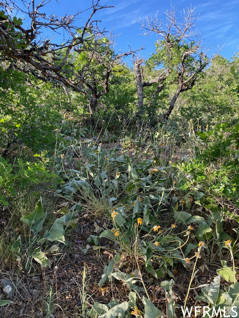 UPPER WHITTEMORE - Land