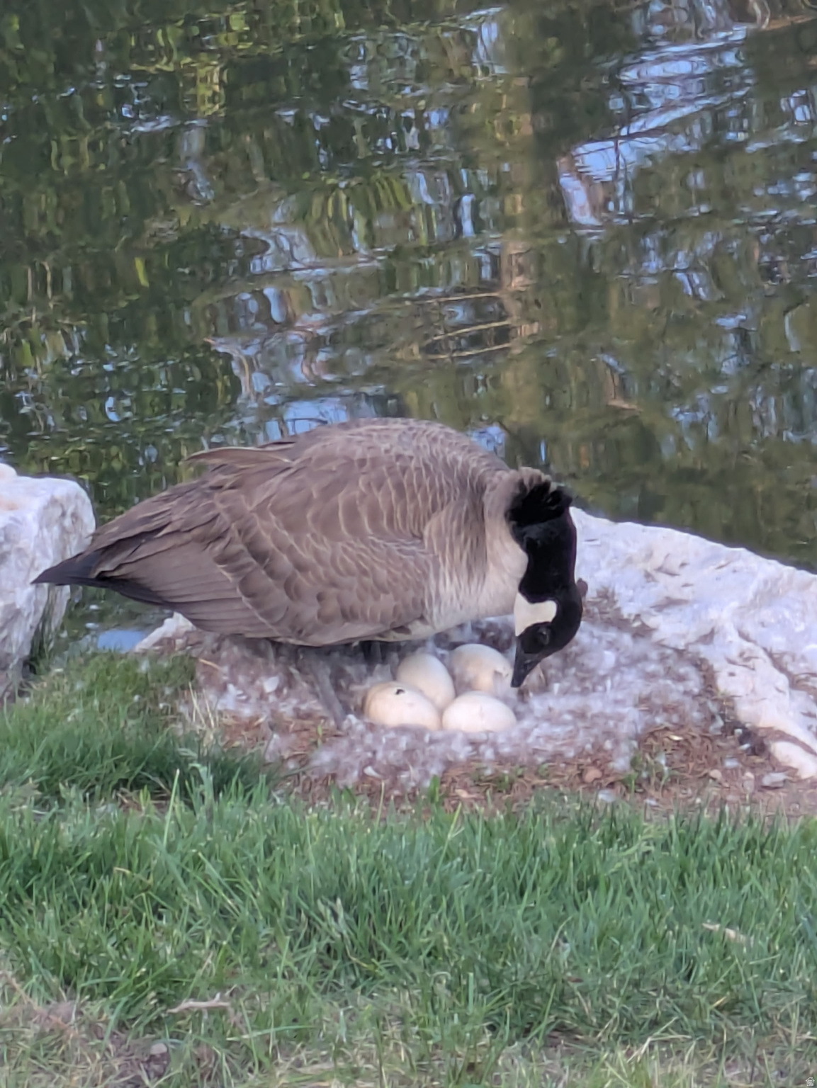 QUAILBROOK EAST - Residential