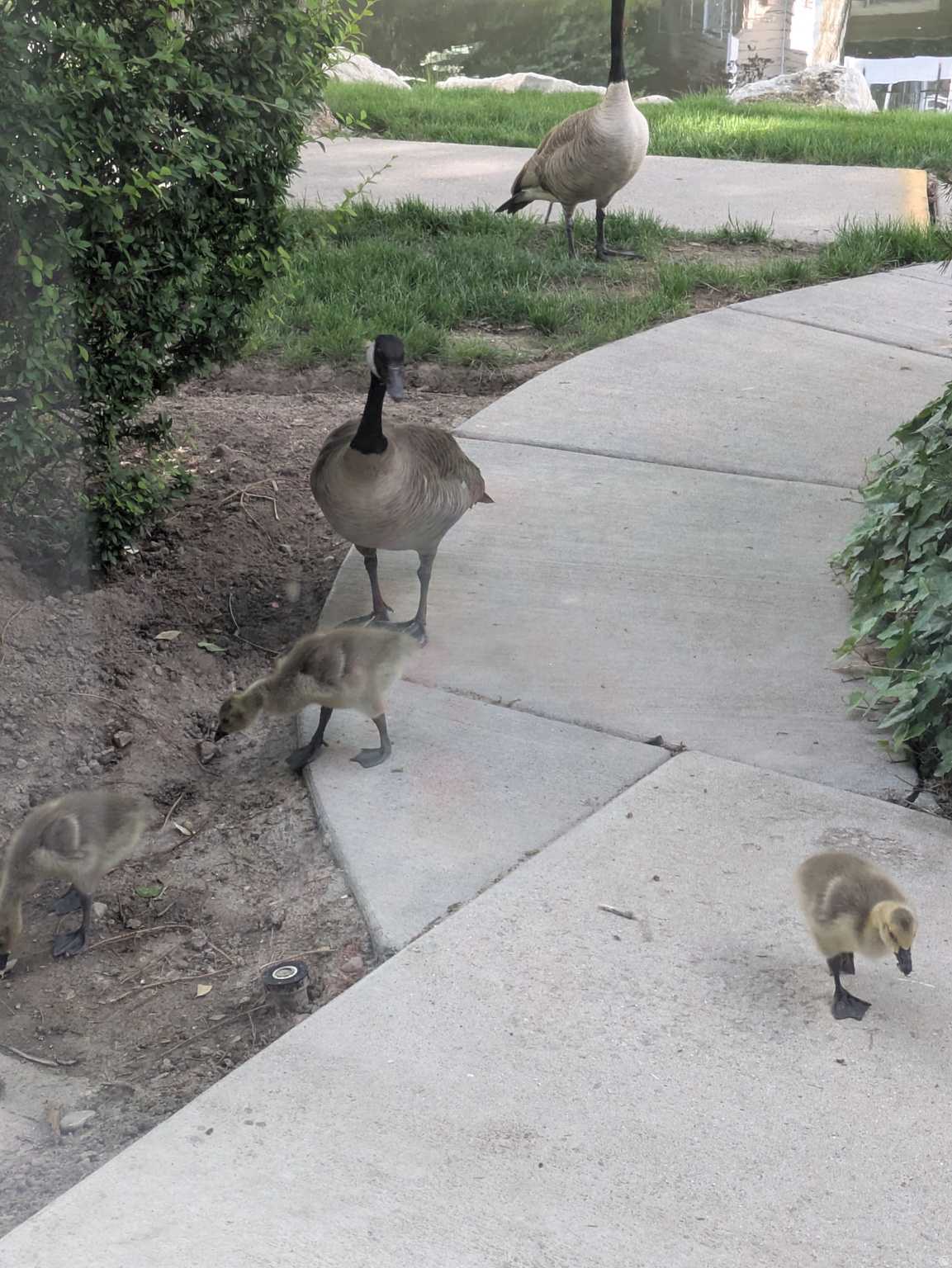 QUAILBROOK EAST - Residential