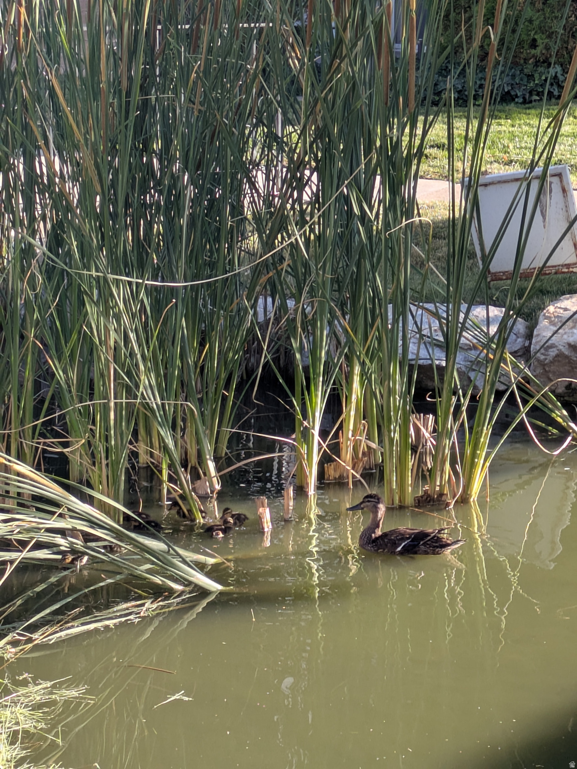 QUAILBROOK EAST - Residential