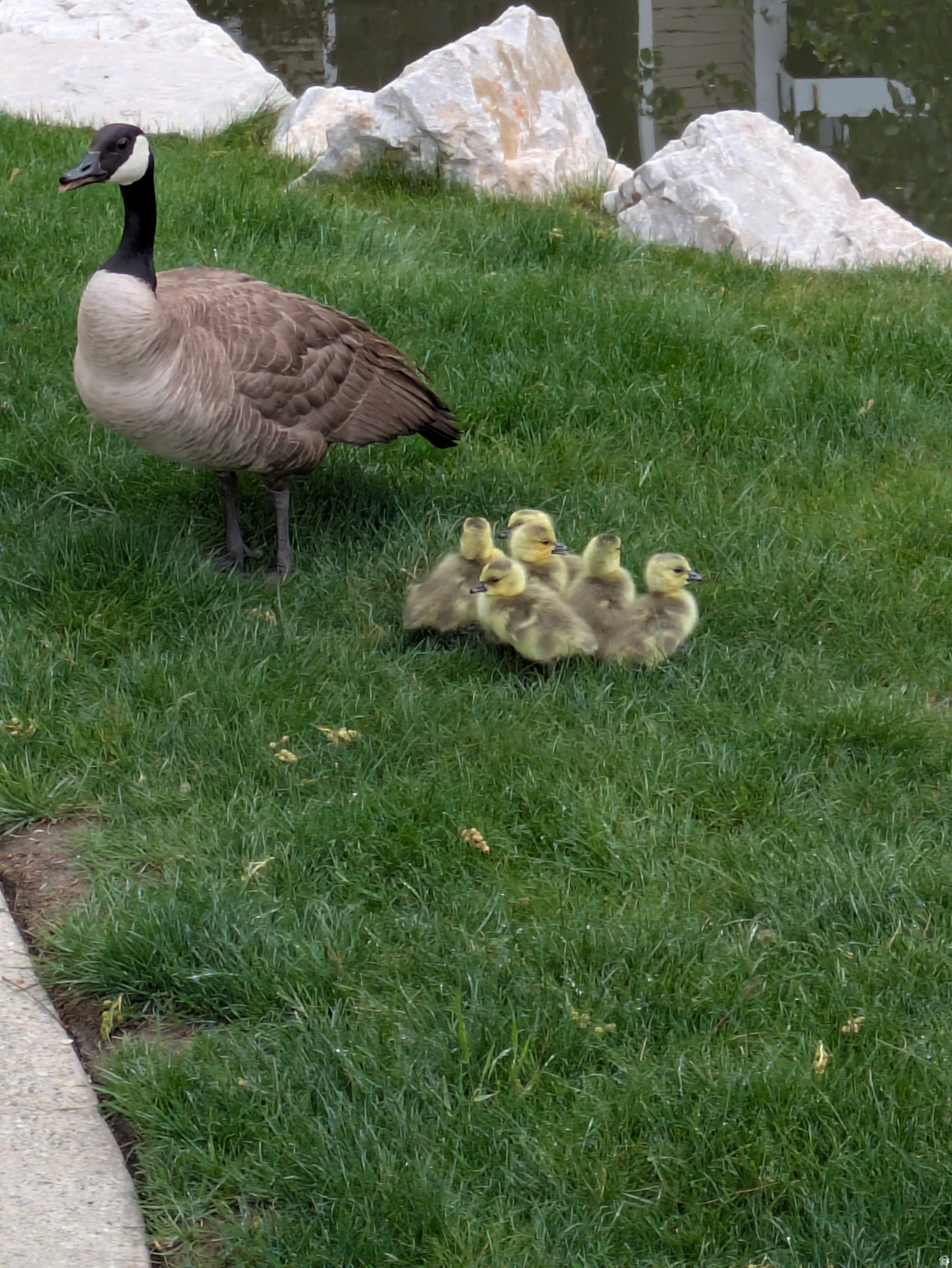 QUAILBROOK EAST - Residential