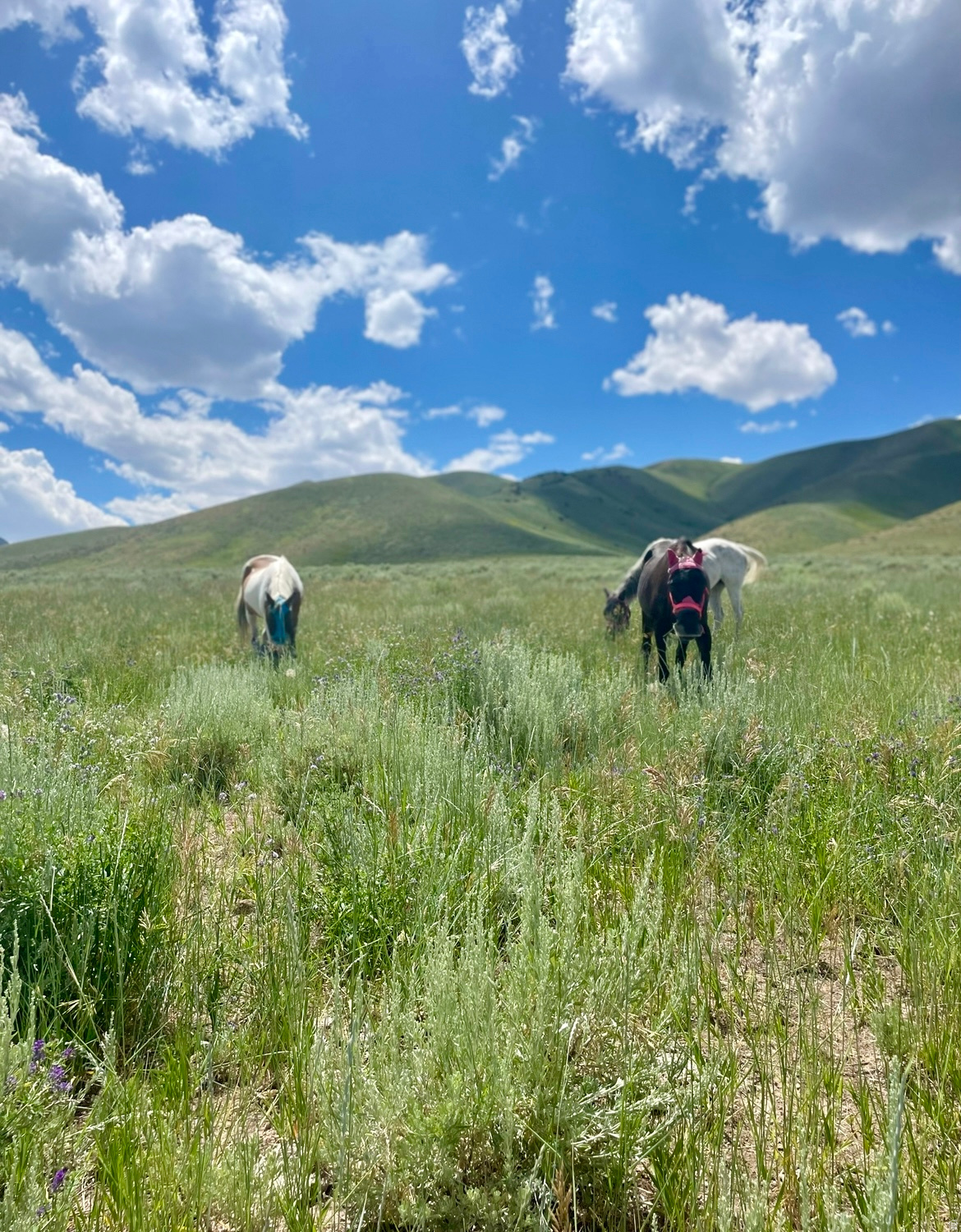 STANSBURY AGRICULTUR - Land