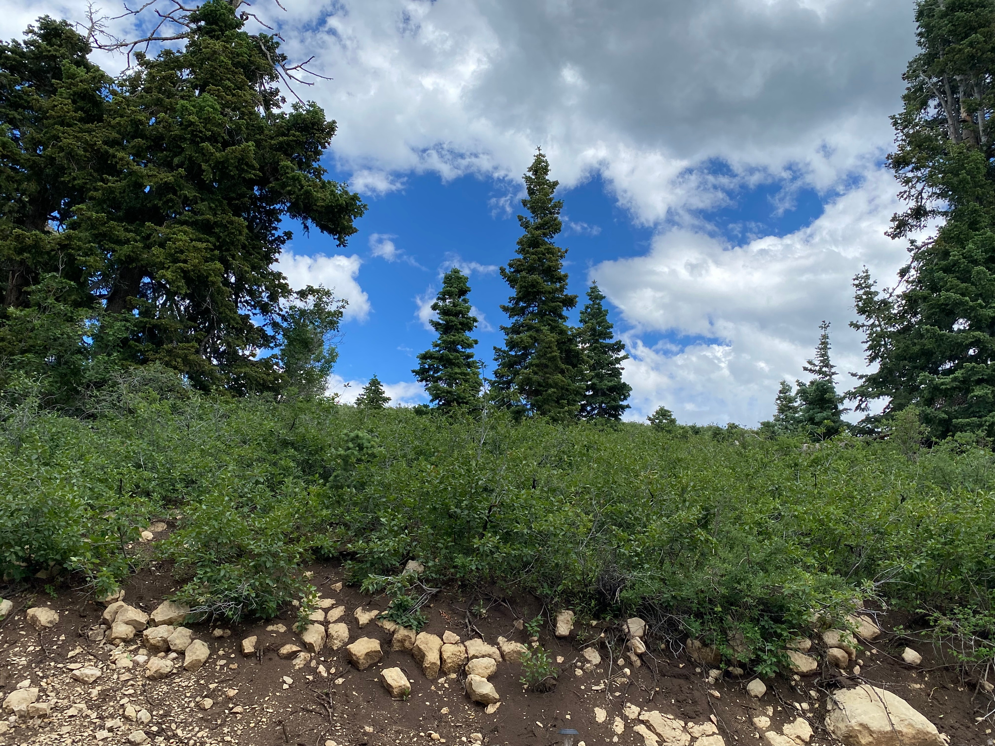 SKYLINE MOUNTAIN RESORT - Land