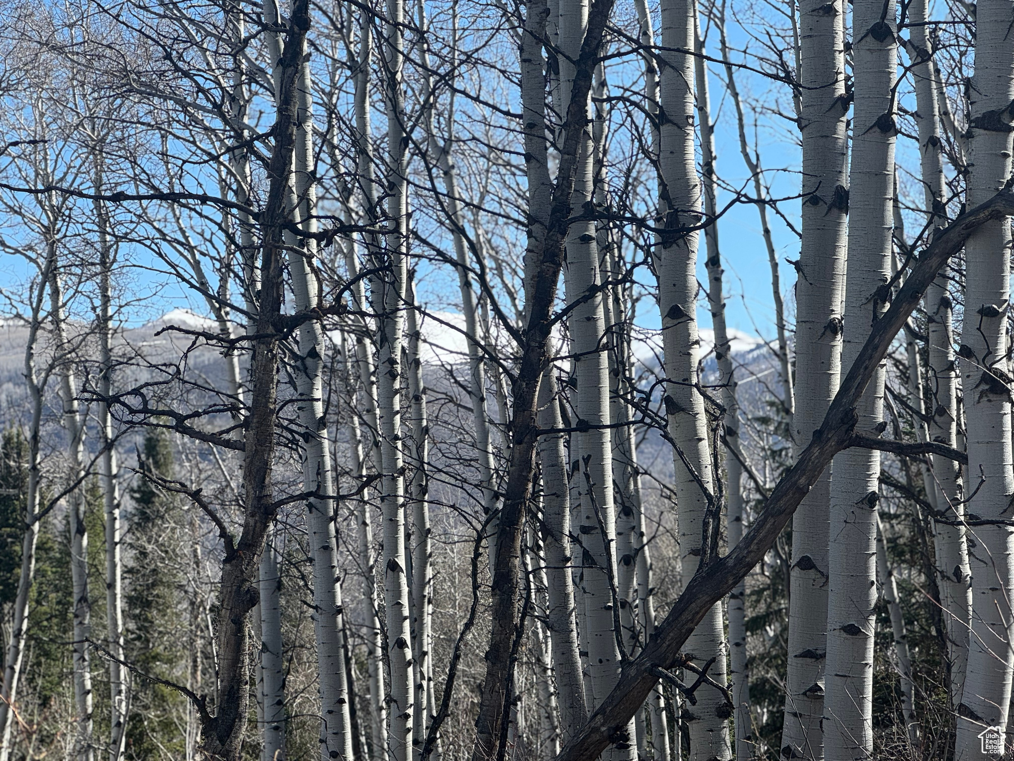 PINE MOUNTAIN - Land