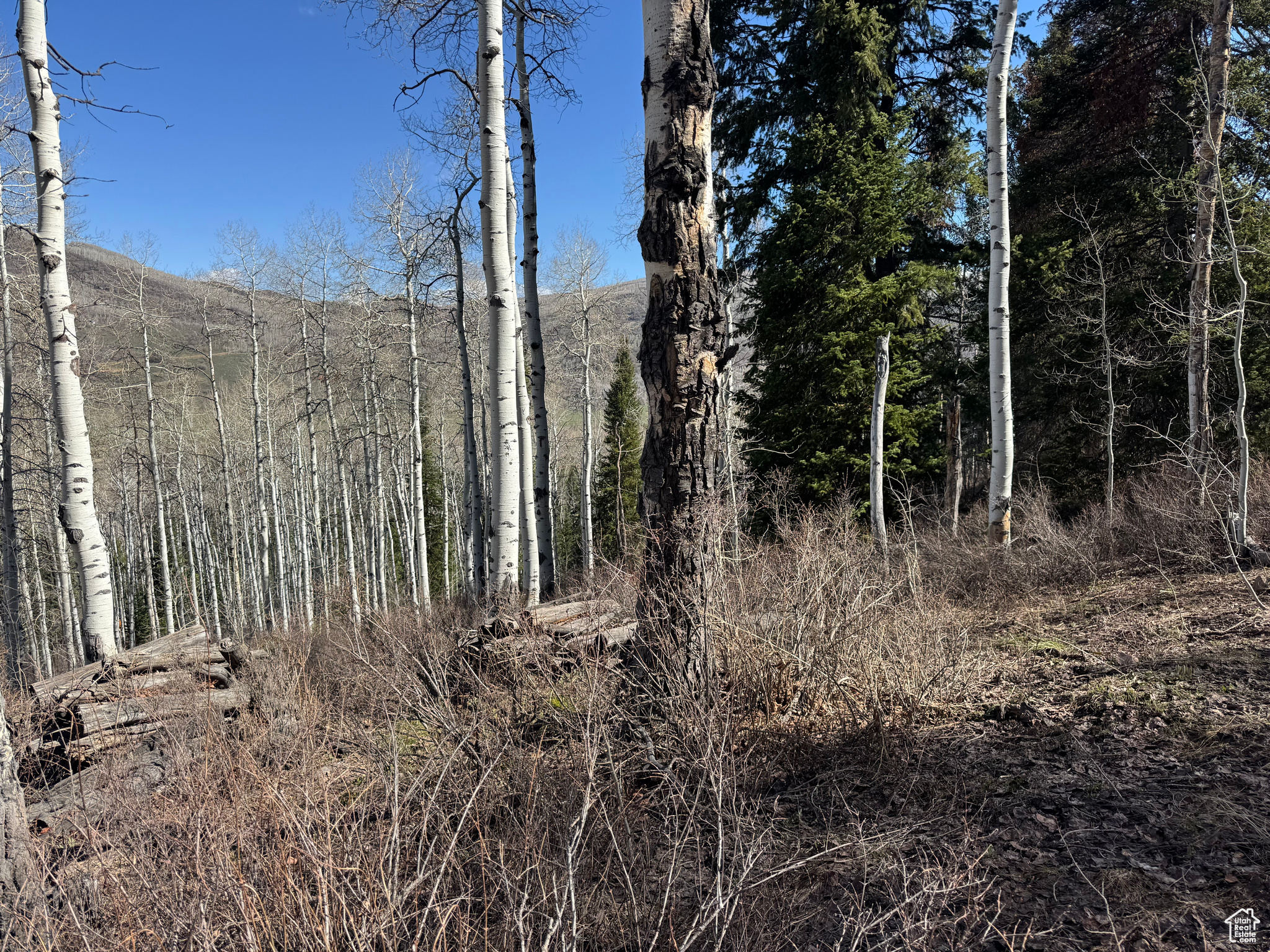 PINE MOUNTAIN - Land