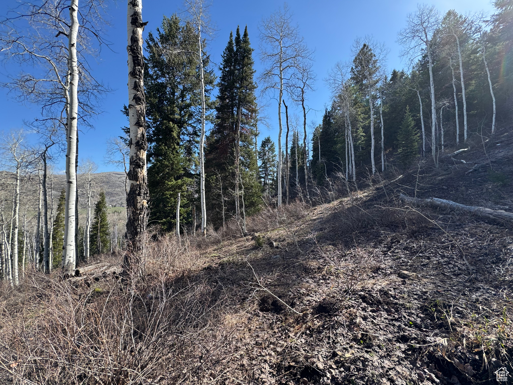 PINE MOUNTAIN - Land