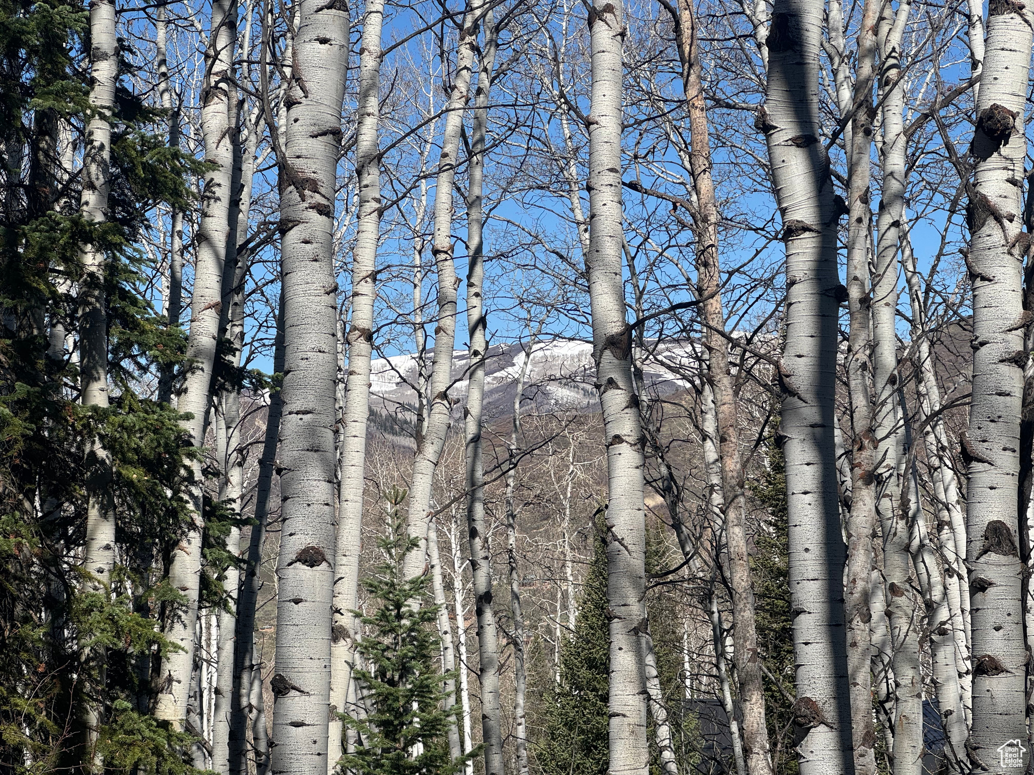 PINE MOUNTAIN - Land