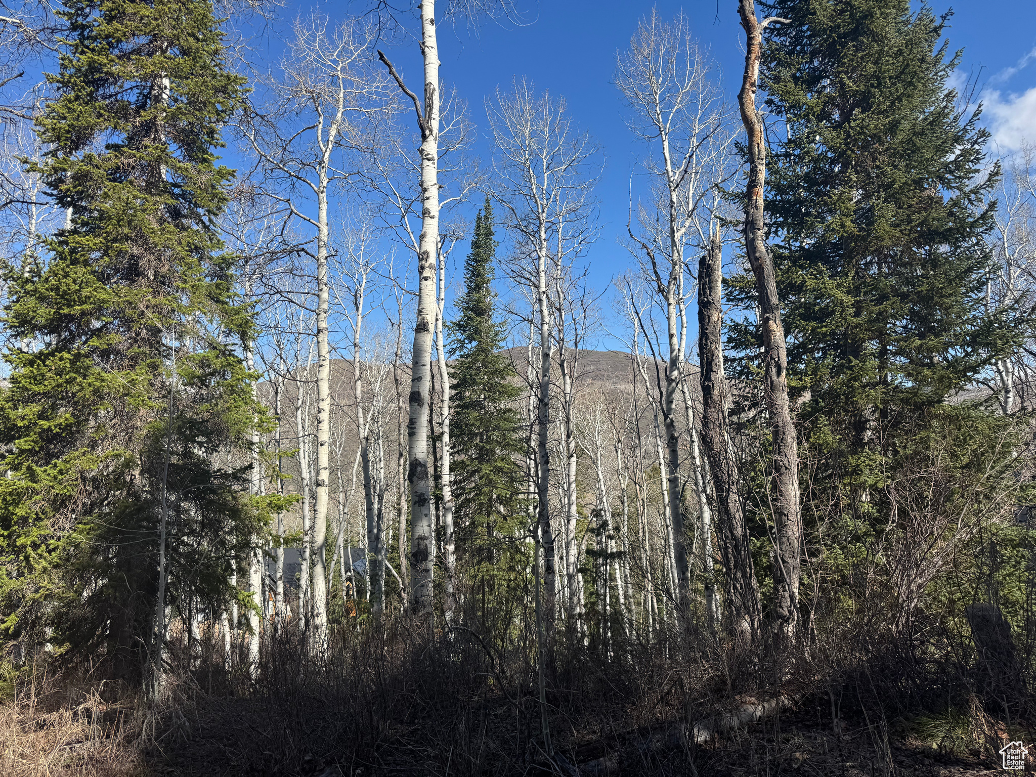 PINE MOUNTAIN - Land