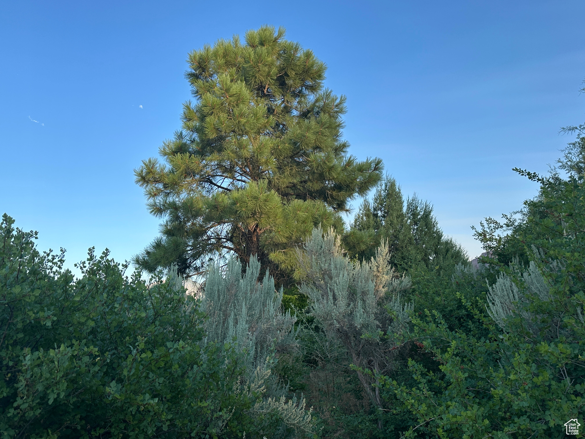 CASTLE VALLEY RIVER RANCHOS - Land