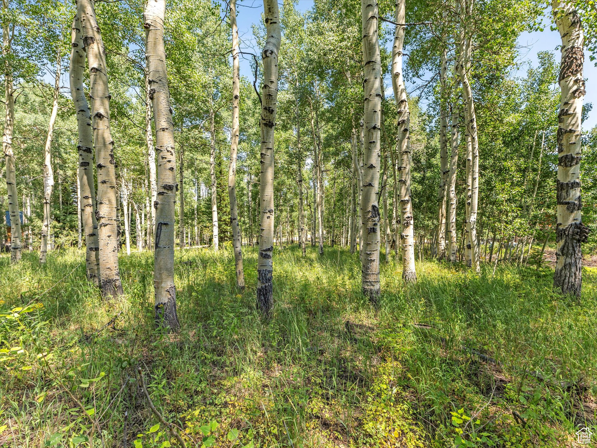 TIMBER LAKES PLAT 20 - Land