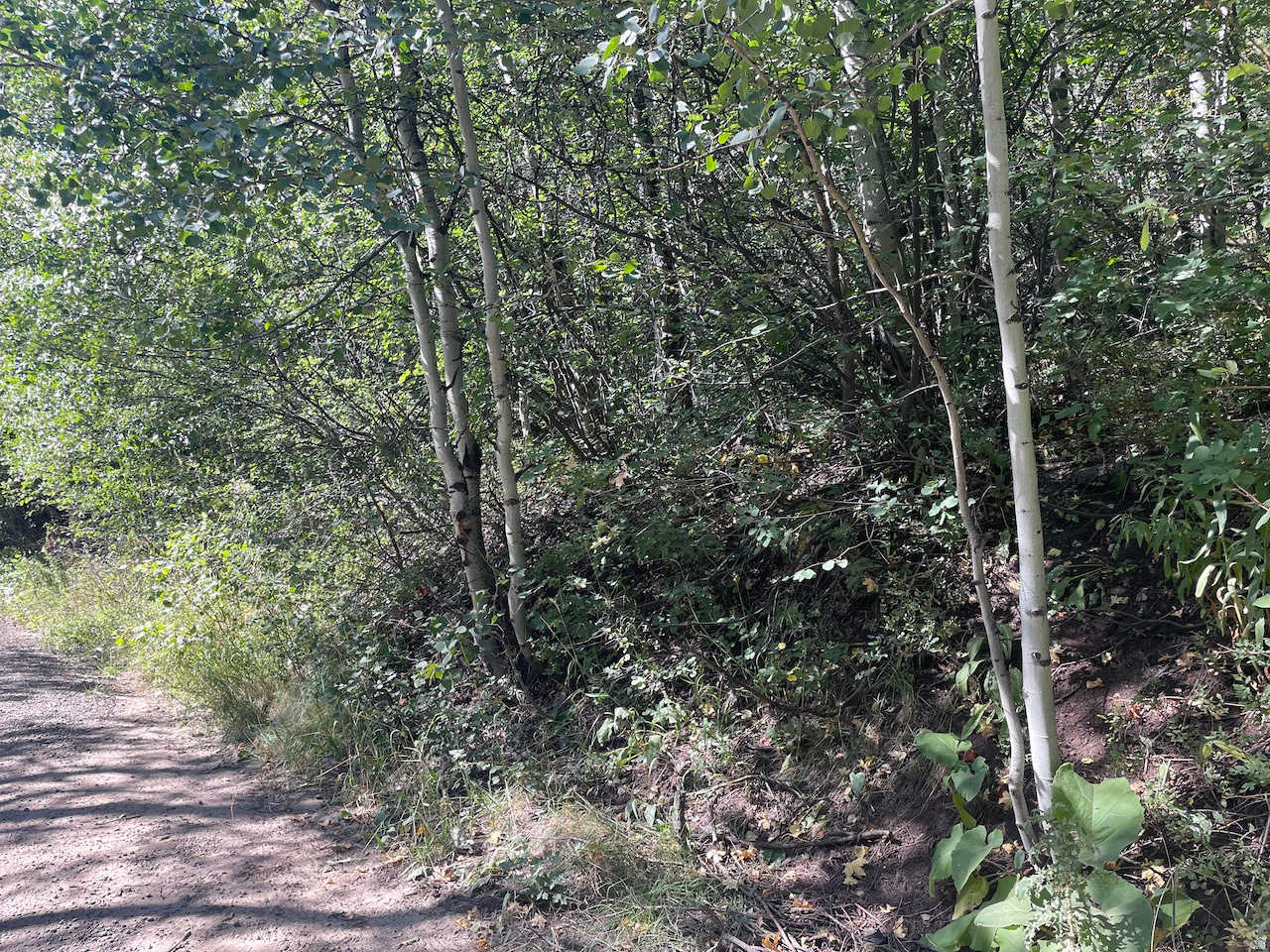 ASPEN MOUNTAIN - Land