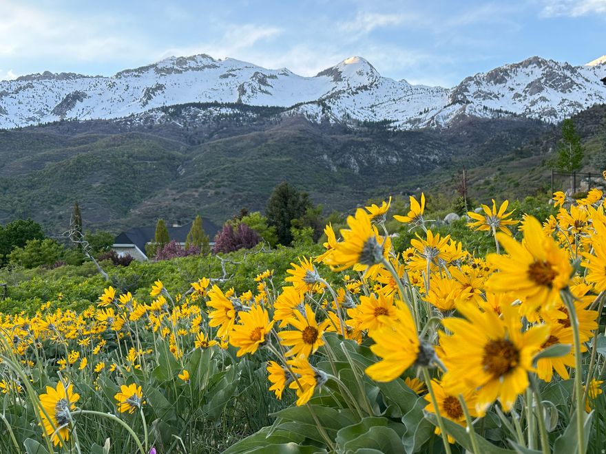 Unobstructed Mountain, Valley & Lake Views - Premium 1-Acre View Lot in Box Elder Discover one of Alpine's rarest opportunities: one of the last premium 1-acre view lot in the prestigious Box Elder area. Perfectly situated on a quiet cul-de-sac, this property offers sweeping, unobstructed views of the Wasatch Mountains, Utah Valley, and Utah Lake-a combination almost impossible to find in Alpine today. Unparalleled views of Lone Peak! This parcel provides, build-friendly acre with ample space for an estate-style residence, pool, sports court, or luxury outbuildings. Appraised for $1,295,000. The setting is peaceful, private, and surrounded by high-end custom homes, yet minutes from top-rated schools, parks, and trail systems. Key Features Premium acre view lot available in Box Elder Unobstructed mountain, valley & lake views Quiet cul-de-sac location Surrounded by luxury custom homes. Spacious 1-acre parcel ideal for an estate build Quick access to trails, parks, and top Alpine amenities If you're looking for one of Alpine's finest remaining view parcels, this property stands alone.