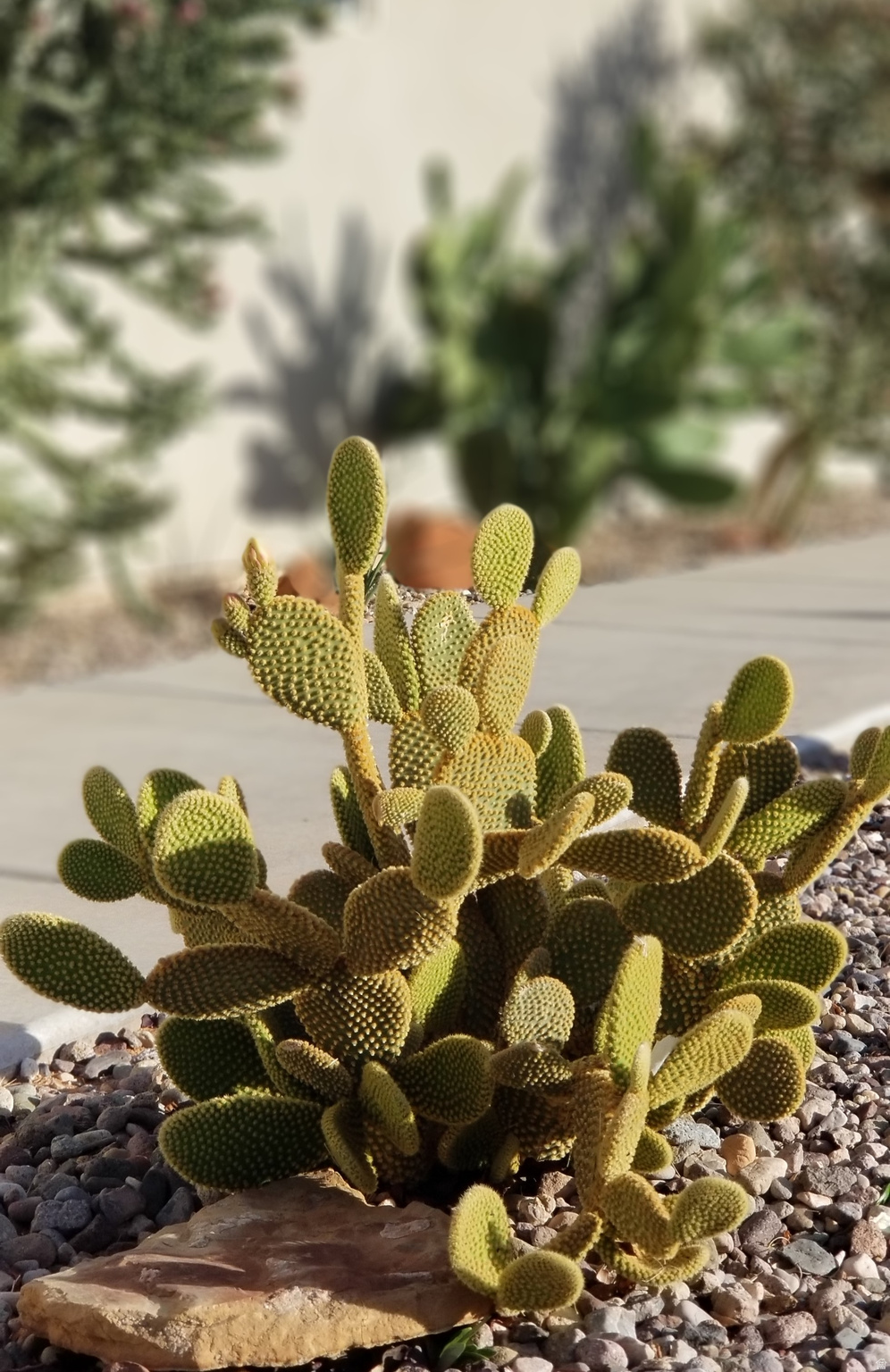 DIXIE SPRINGS D AMD & EXT - Residential